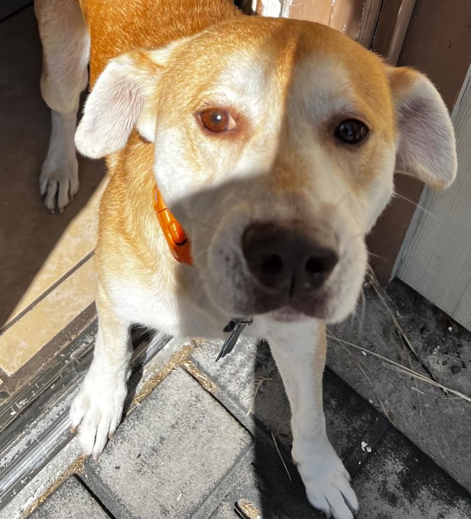 Enlarge Harvey, a Adoptable mixed breed in Rockport, TX image 2/6