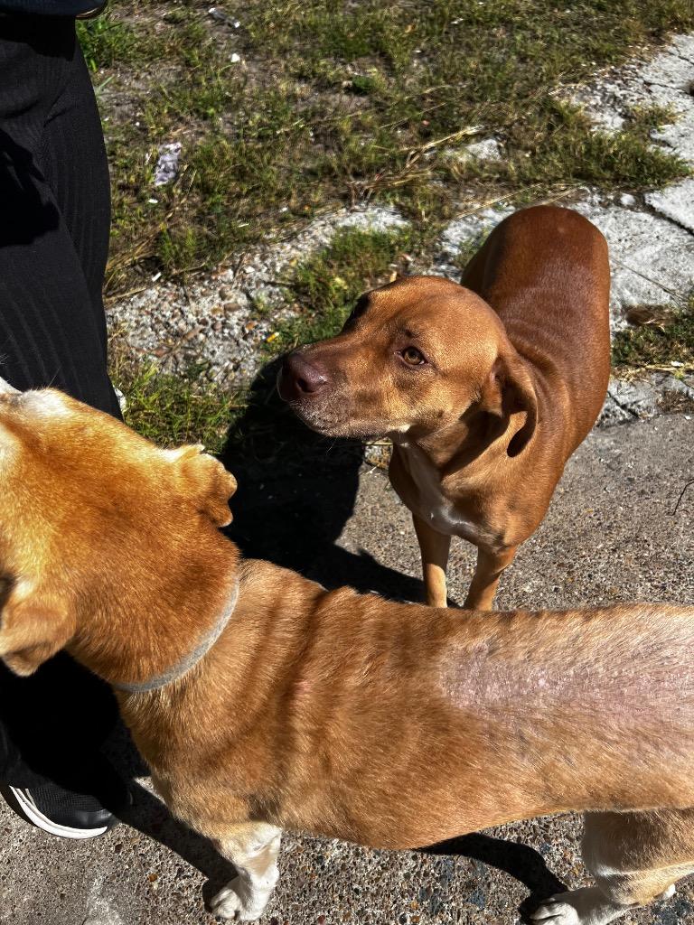 Enlarge Harvey, a Adoptable mixed breed in Rockport, TX image 3/6