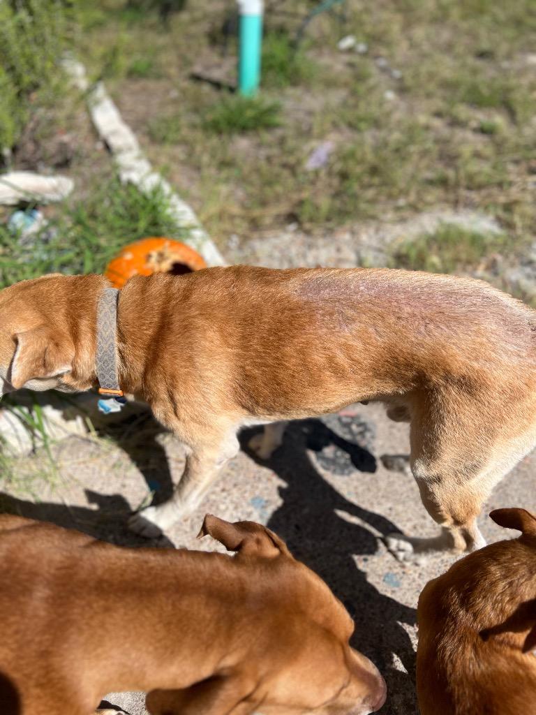 Enlarge Harvey, a Adoptable mixed breed in Rockport, TX image 4/6