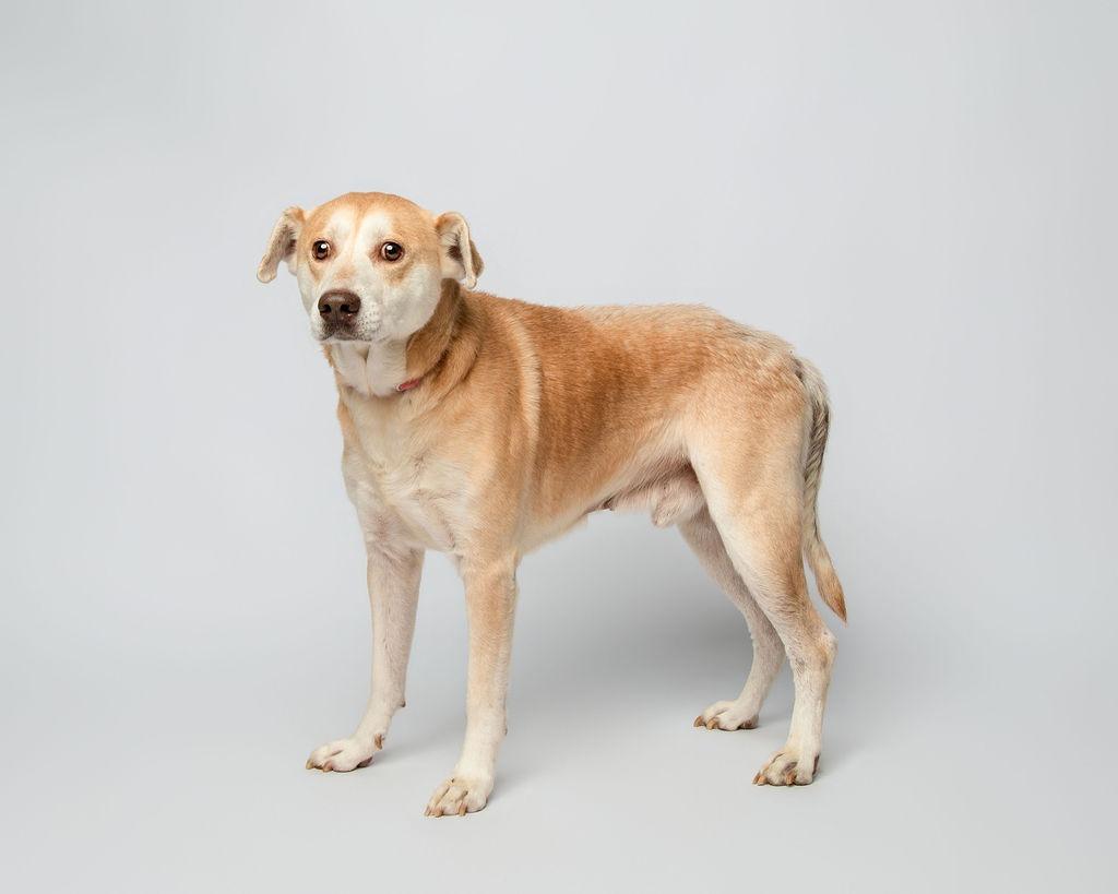 Enlarge Harvey, a Adoptable mixed breed in Rockport, TX image 5/6