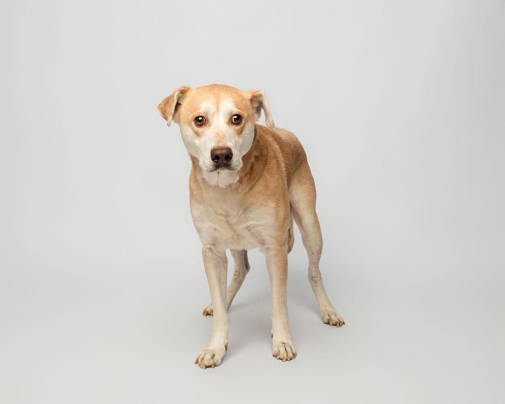 Enlarge Harvey, a Adoptable mixed breed in Rockport, TX image 6/6