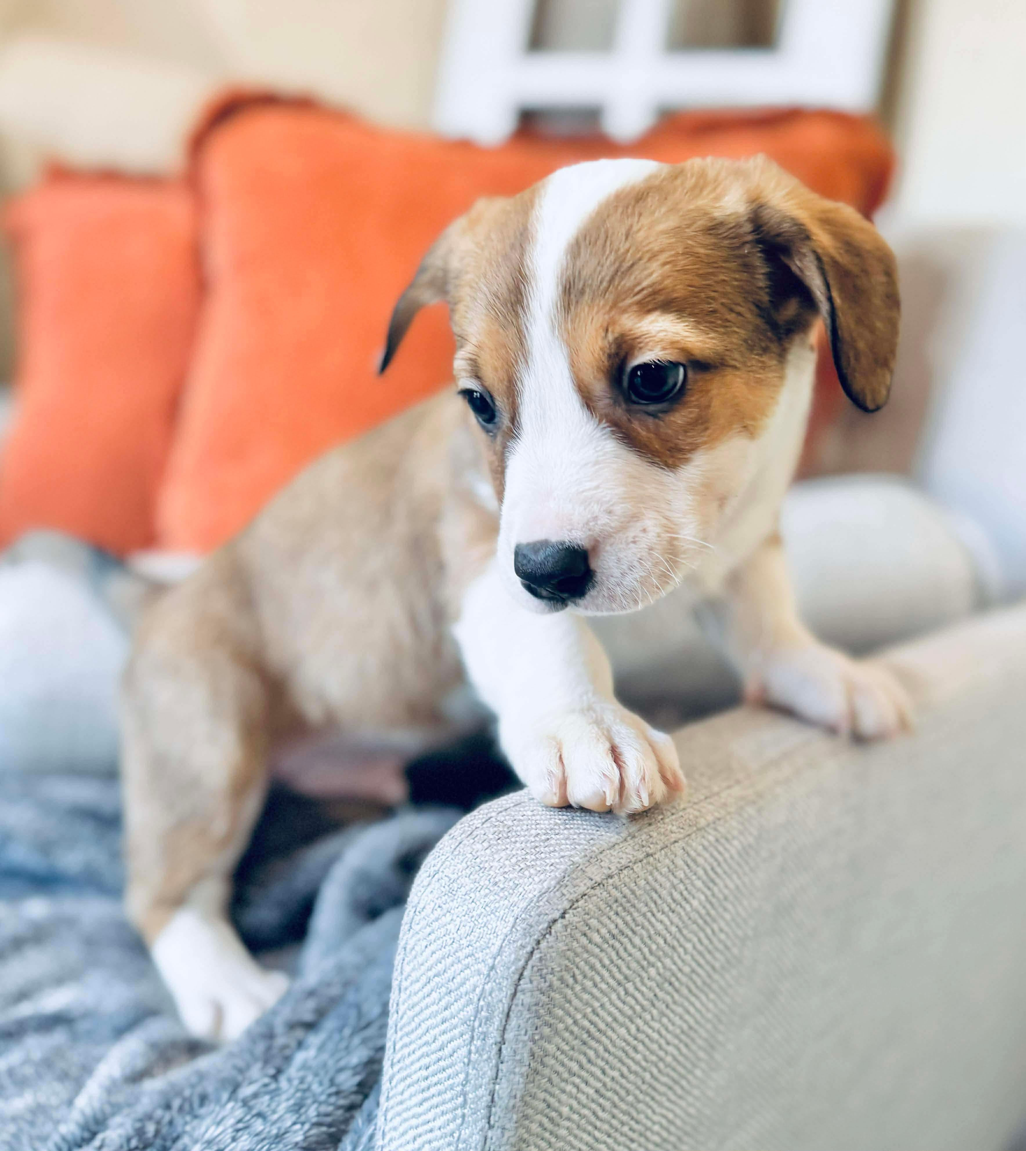 Enlarge Dodger, a Adoptable mixed breed in SYLVANIA, GA image 4/6