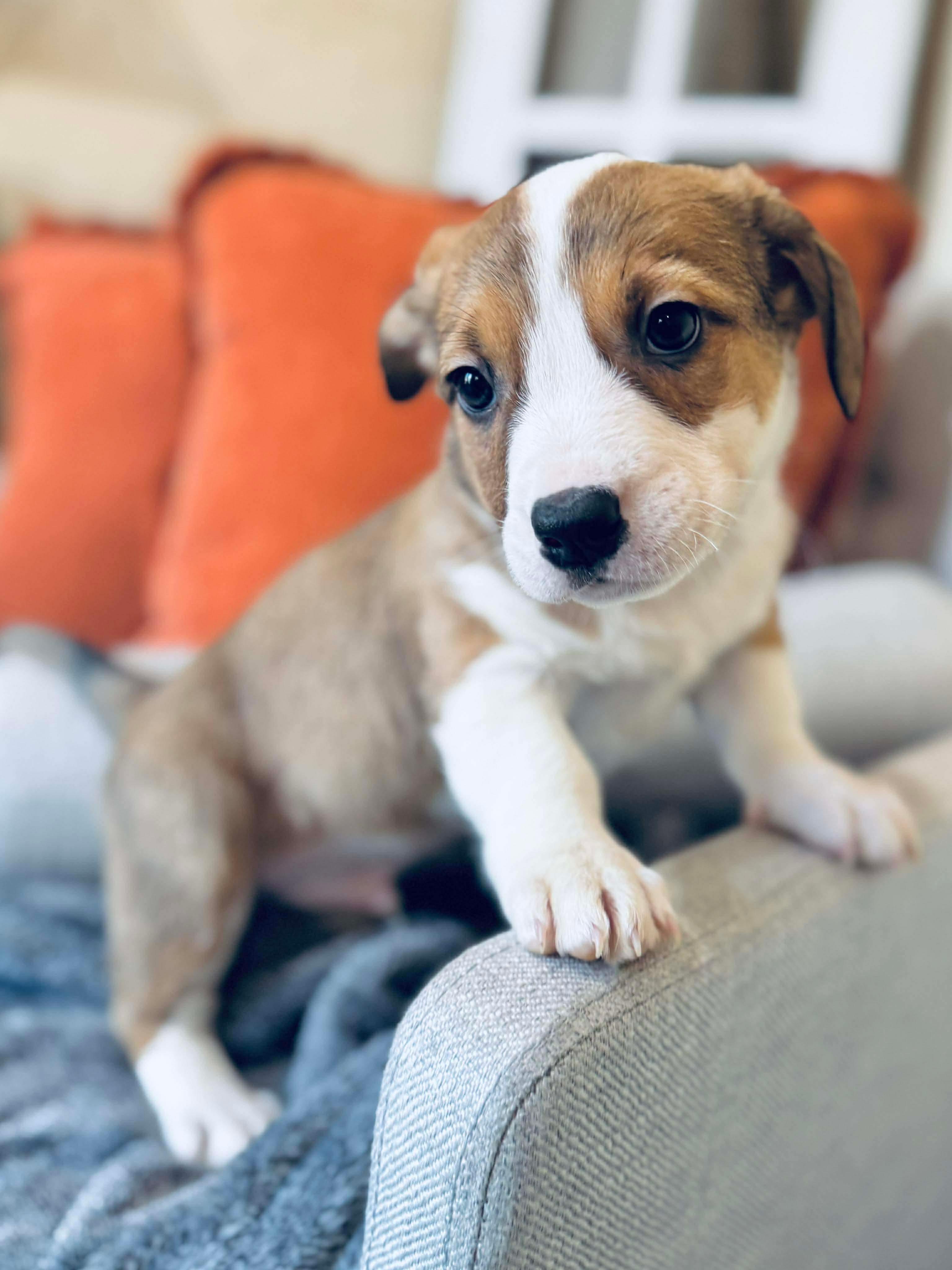 Enlarge Dodger, a Adoptable mixed breed in SYLVANIA, GA image 3/6