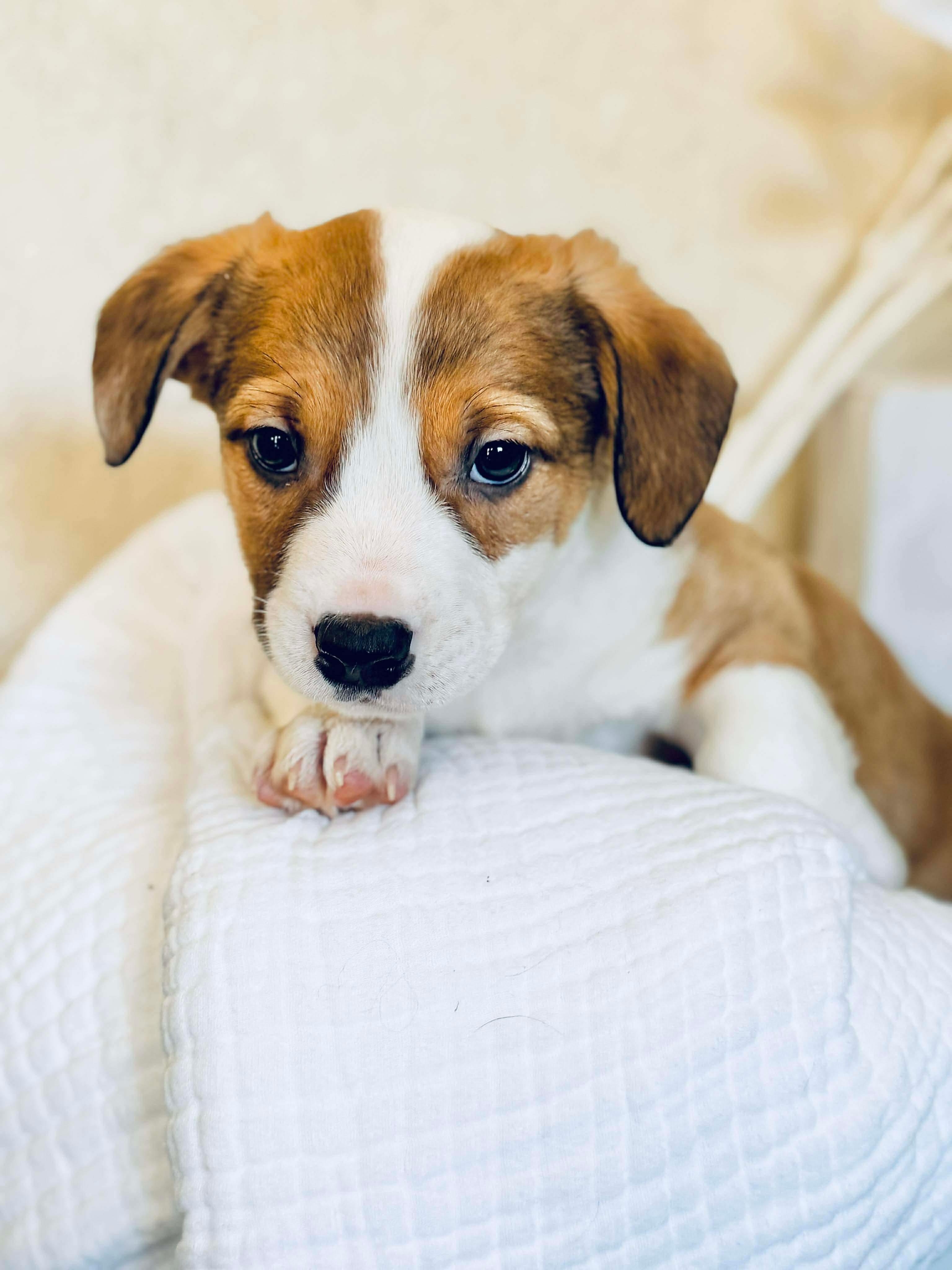 Enlarge Dodger, a Adoptable mixed breed in SYLVANIA, GA image 6/6