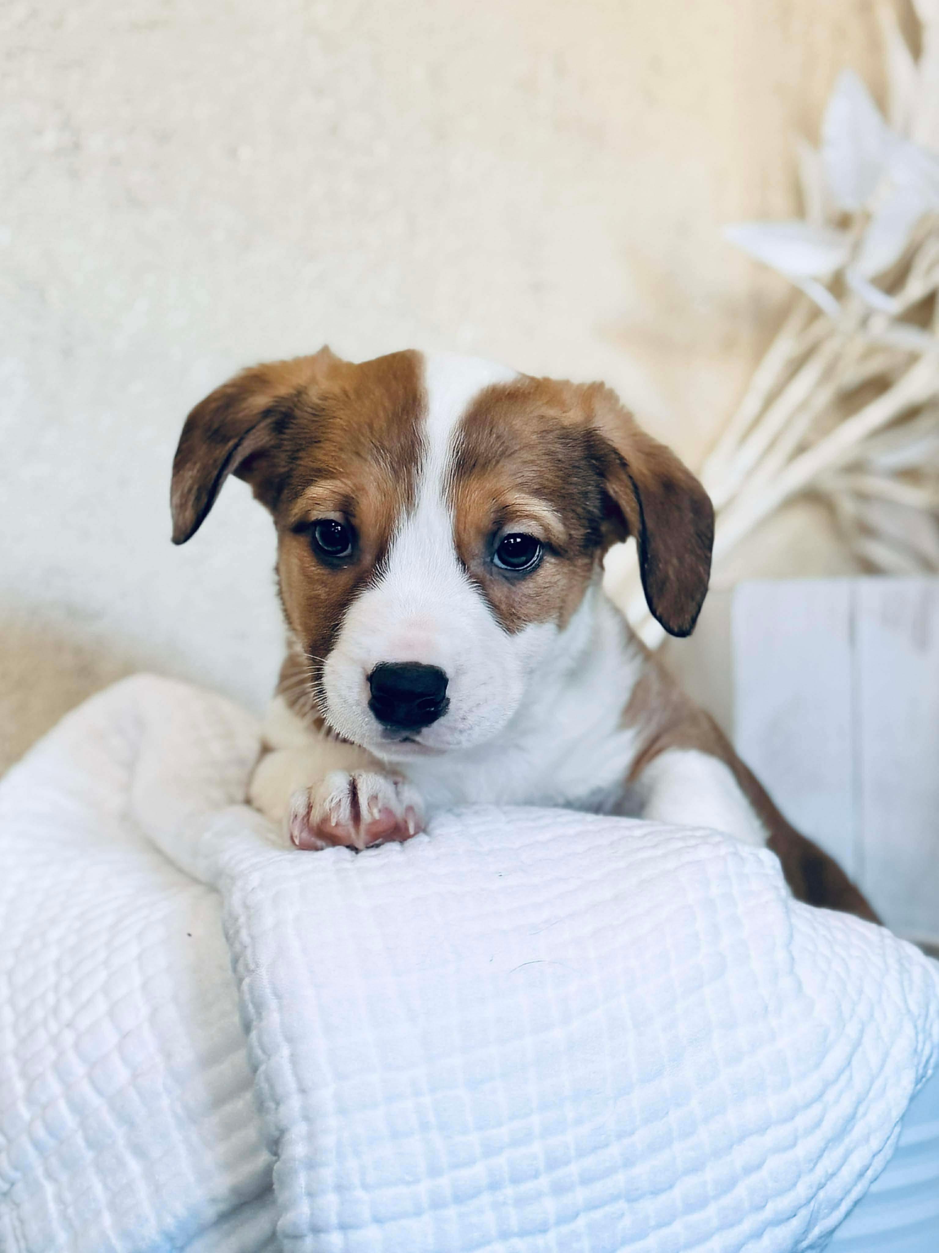 Enlarge Dodger, a Adoptable mixed breed in SYLVANIA, GA image 2/6