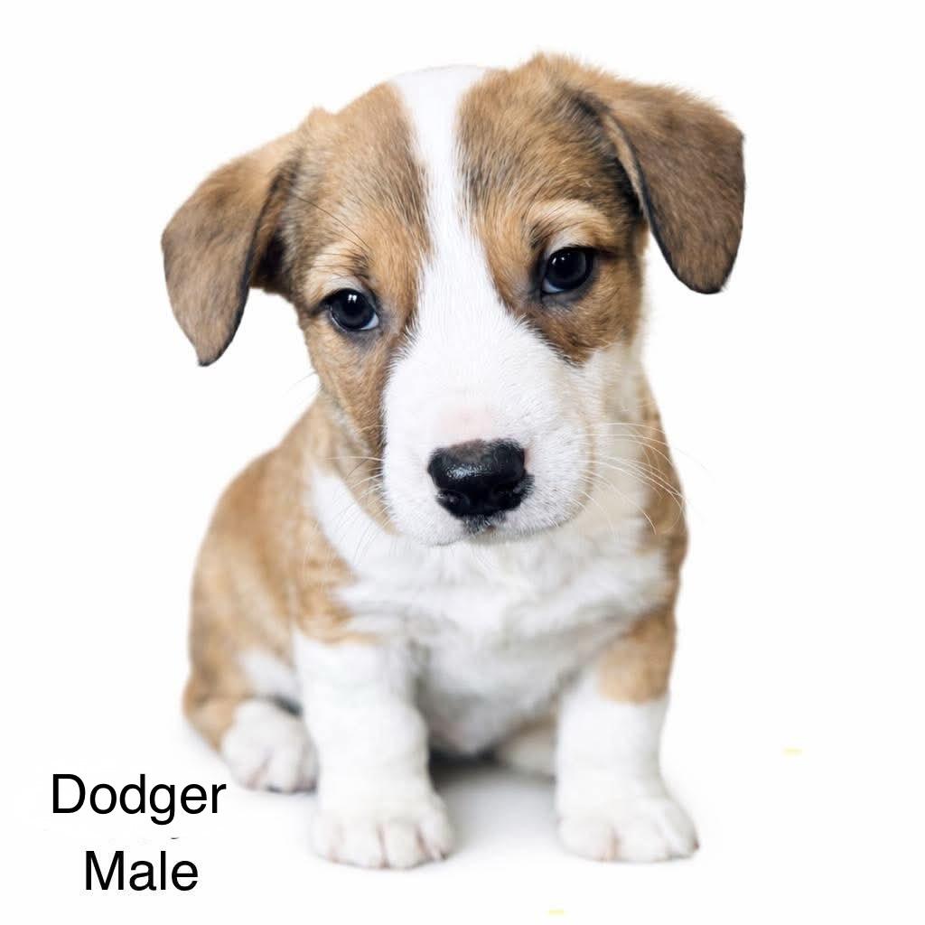 Enlarge Dodger, a Adoptable mixed breed in SYLVANIA, GA image 1/6