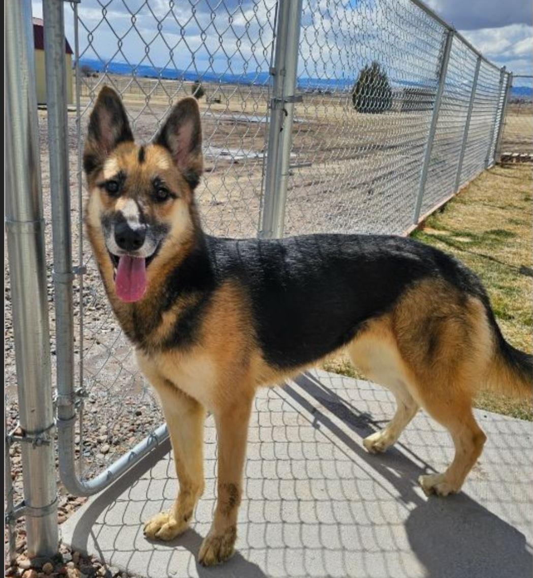 Enlarge Lady, a Adoptable German Shepherd Dog in Springerville, AZ image 1/1