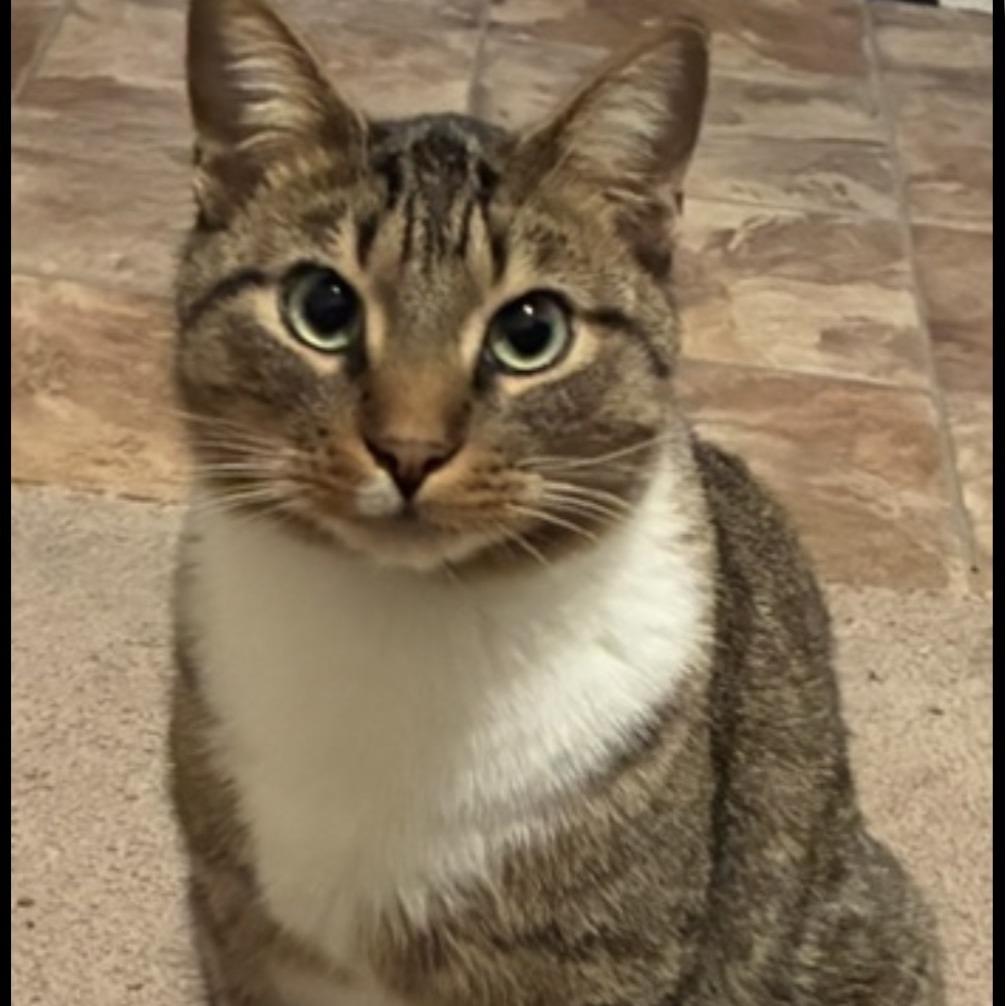 Enlarge Snikkars C66825, a Adoptable Domestic Short Hair in Minnetonka, MN image 1/5