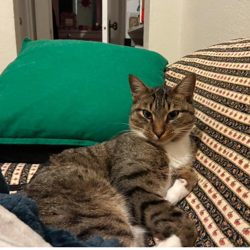 Snikkars C66825, Adoptable, Young Male Domestic Short Hair.