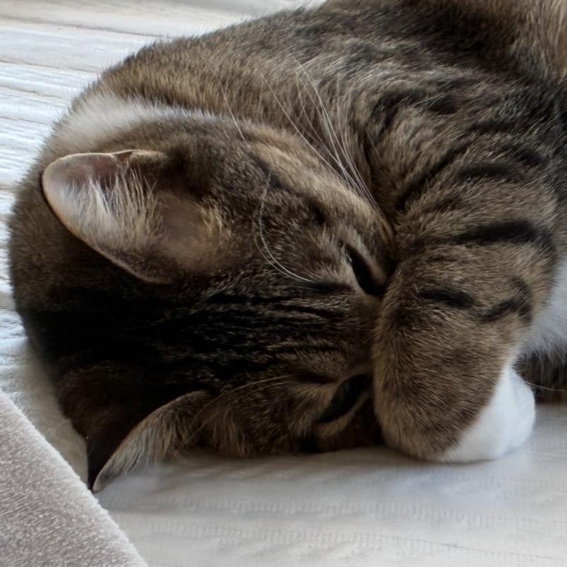 Enlarge Snikkars C66825, a Adoptable Domestic Short Hair in Minnetonka, MN image 3/5