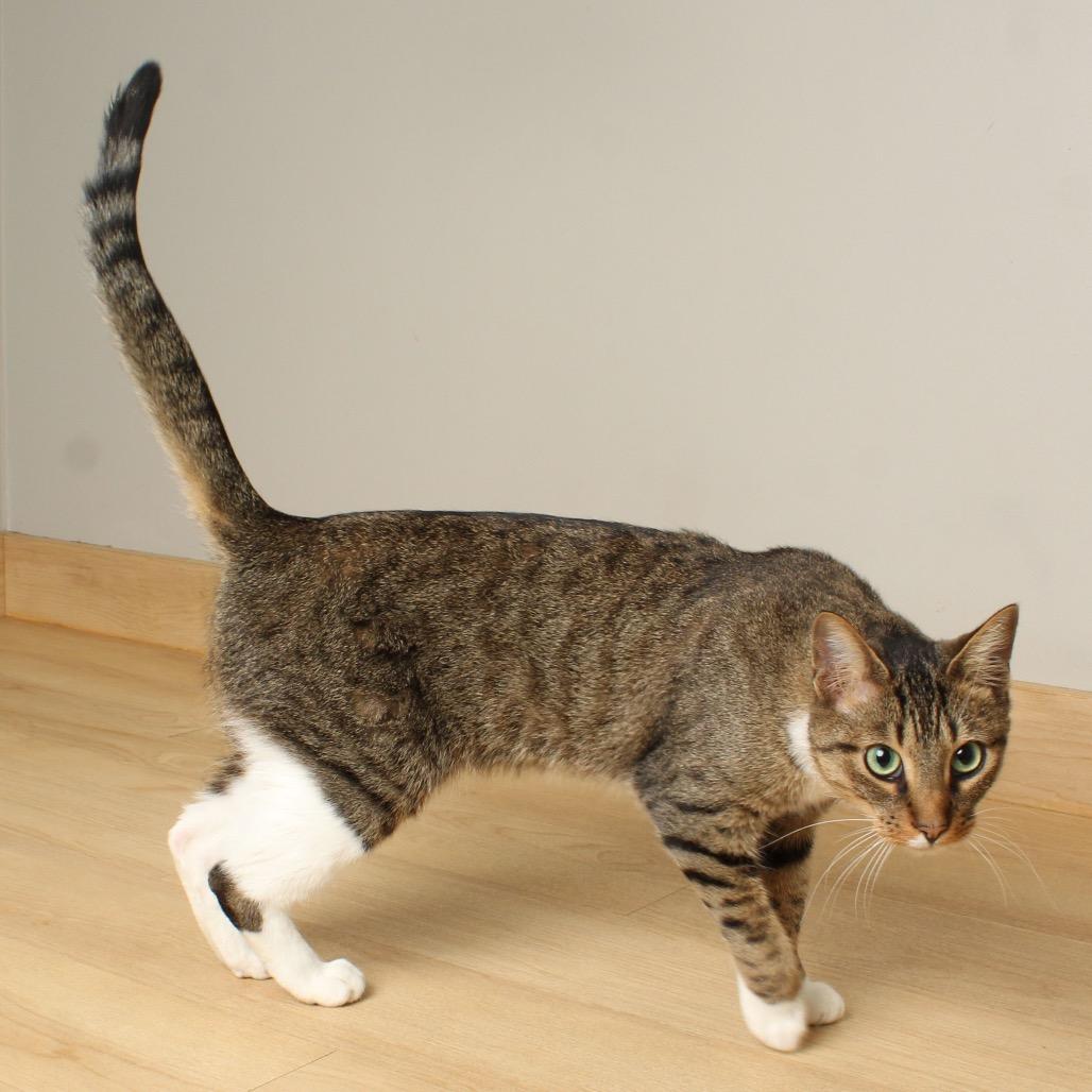 Enlarge Snikkars C66825, a Adoptable Domestic Short Hair in Minnetonka, MN image 6/6