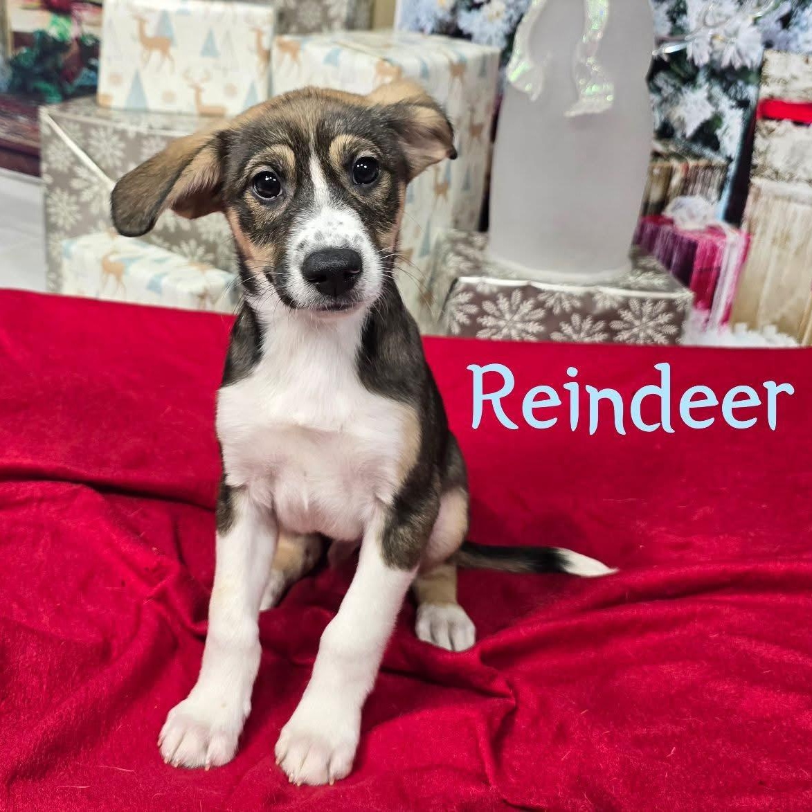 Reindeer, ADOPTABLE, Puppy Male Mixed Breed.