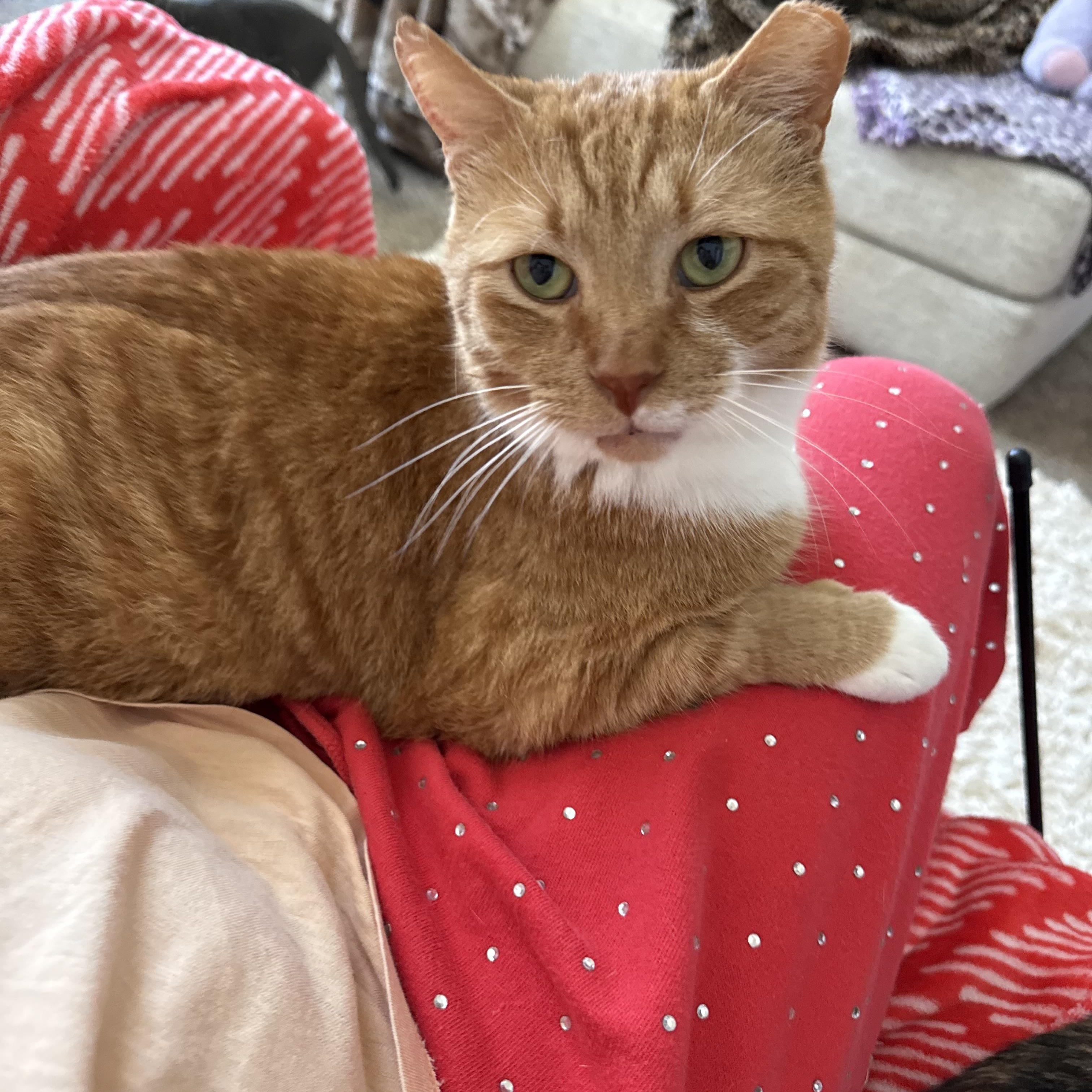 Shortcake, a ADOPTABLE Domestic Short Hair in Charlotte, NC image 2/6