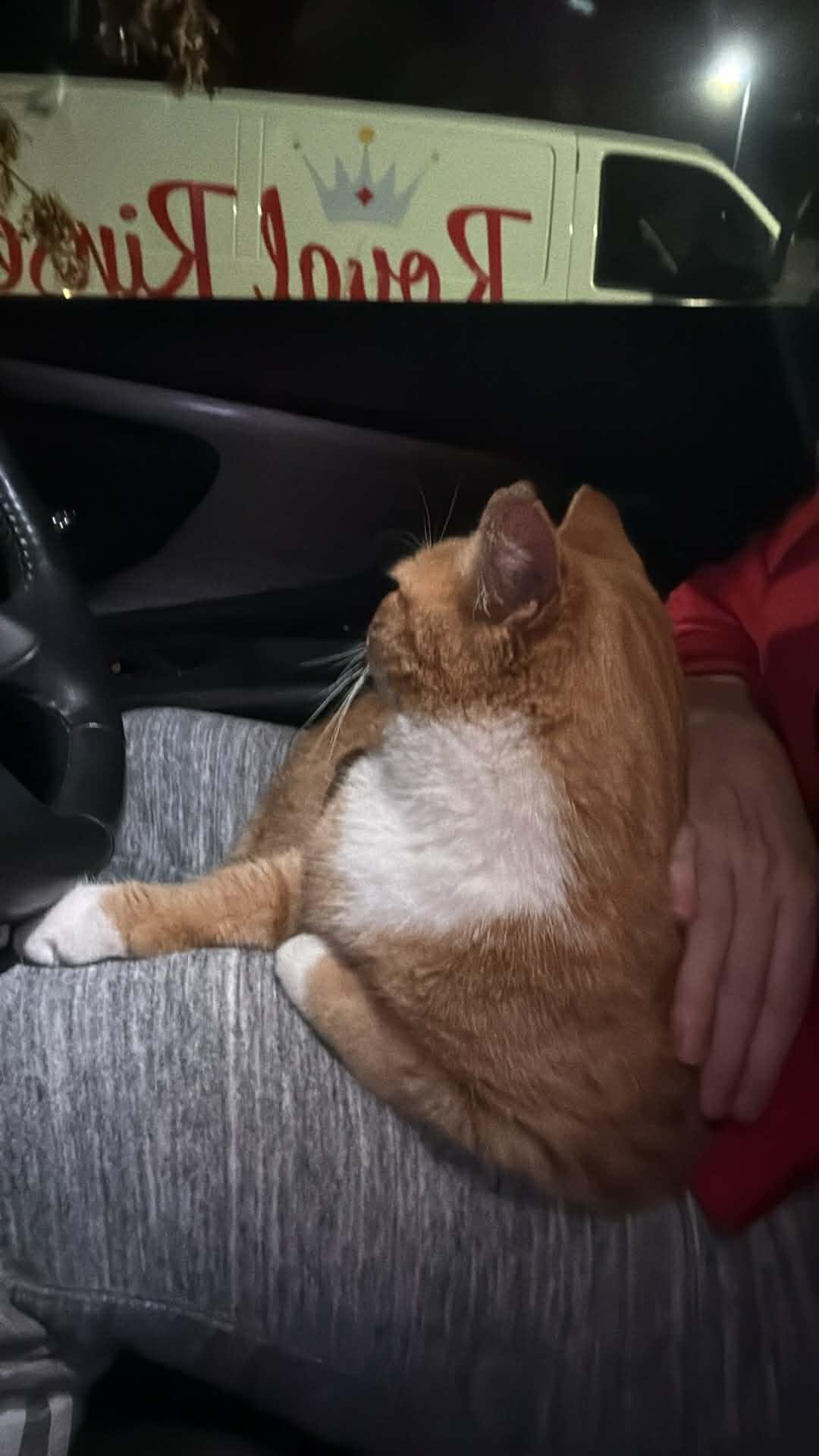 Shortcake, a ADOPTABLE Domestic Short Hair in Charlotte, NC image 5/6