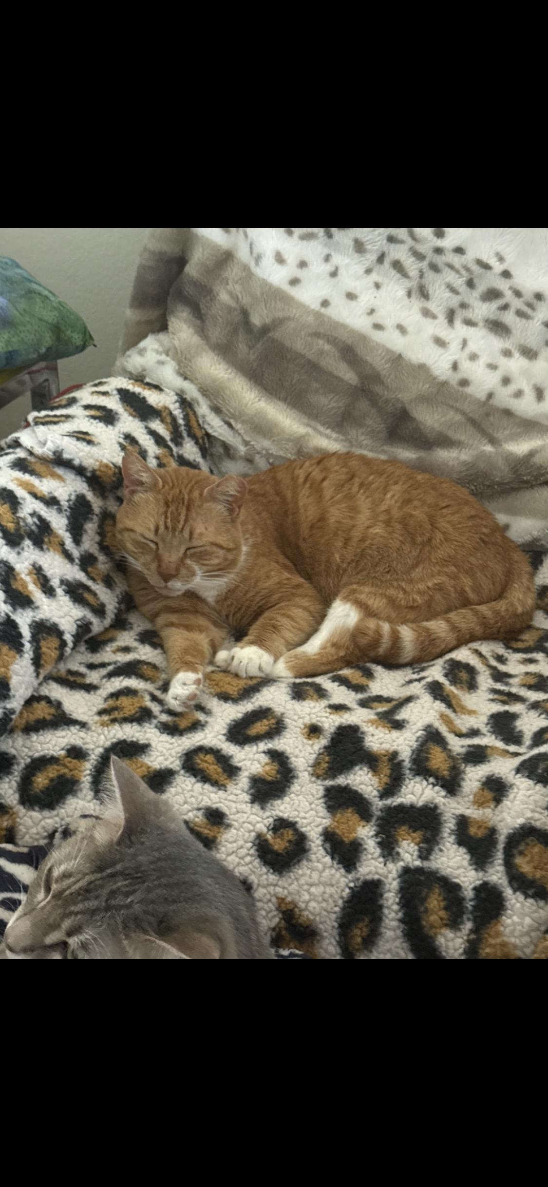 Shortcake, a ADOPTABLE Domestic Short Hair in Charlotte, NC image 4/6