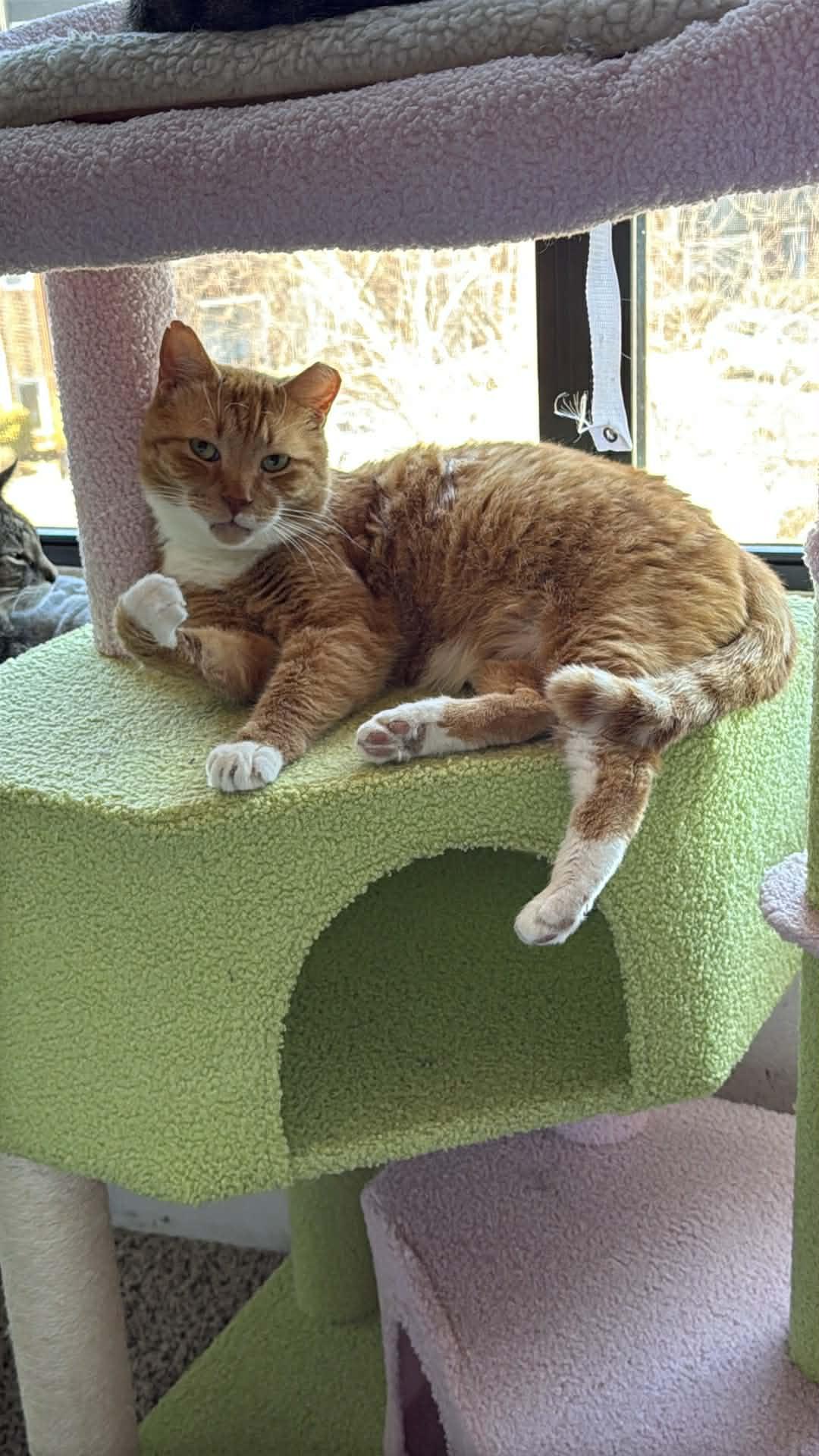 Shortcake, ADOPTABLE, Adult Male Domestic Short Hair.