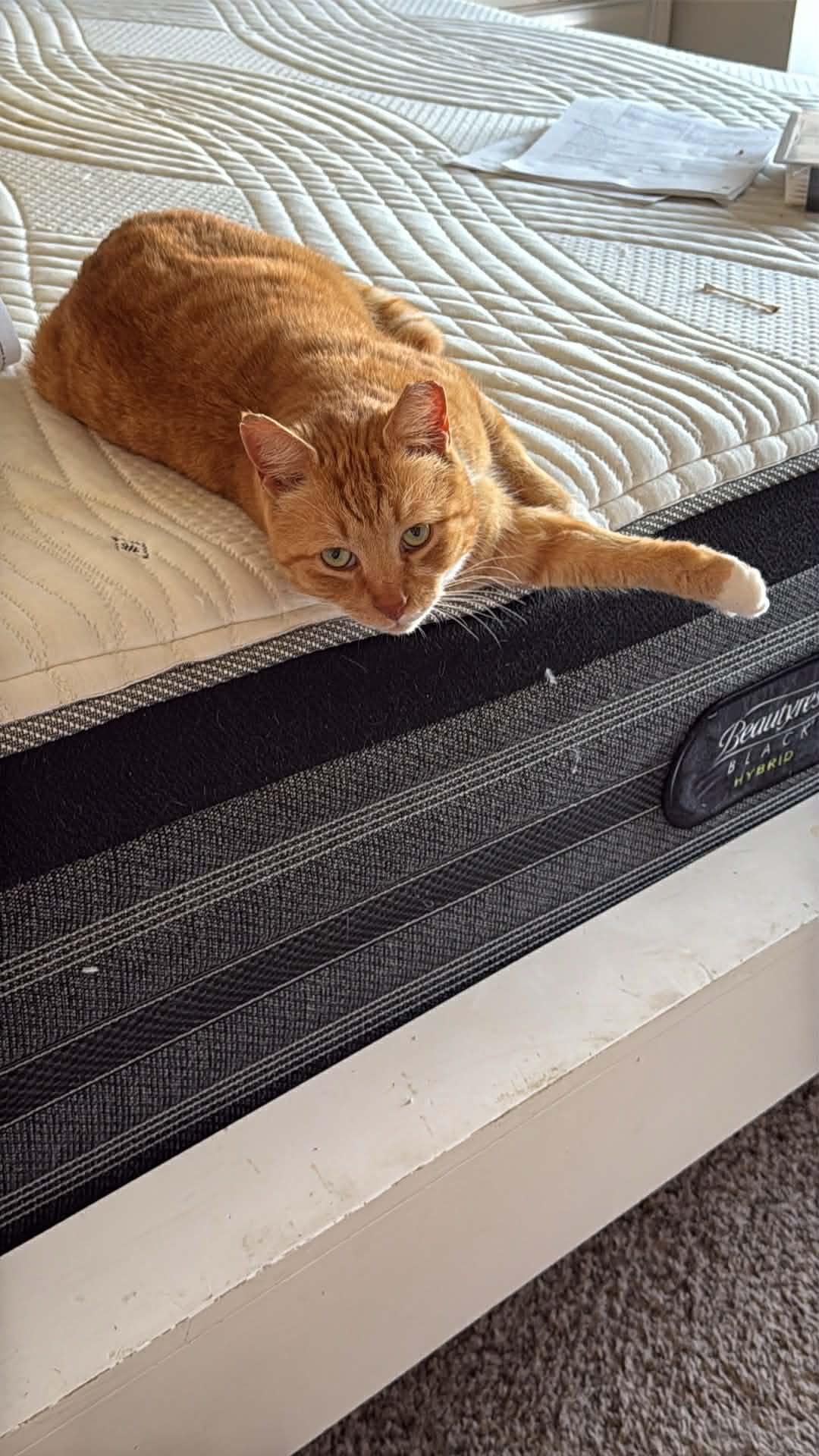 Shortcake, a ADOPTABLE Domestic Short Hair in Charlotte, NC image 3/6