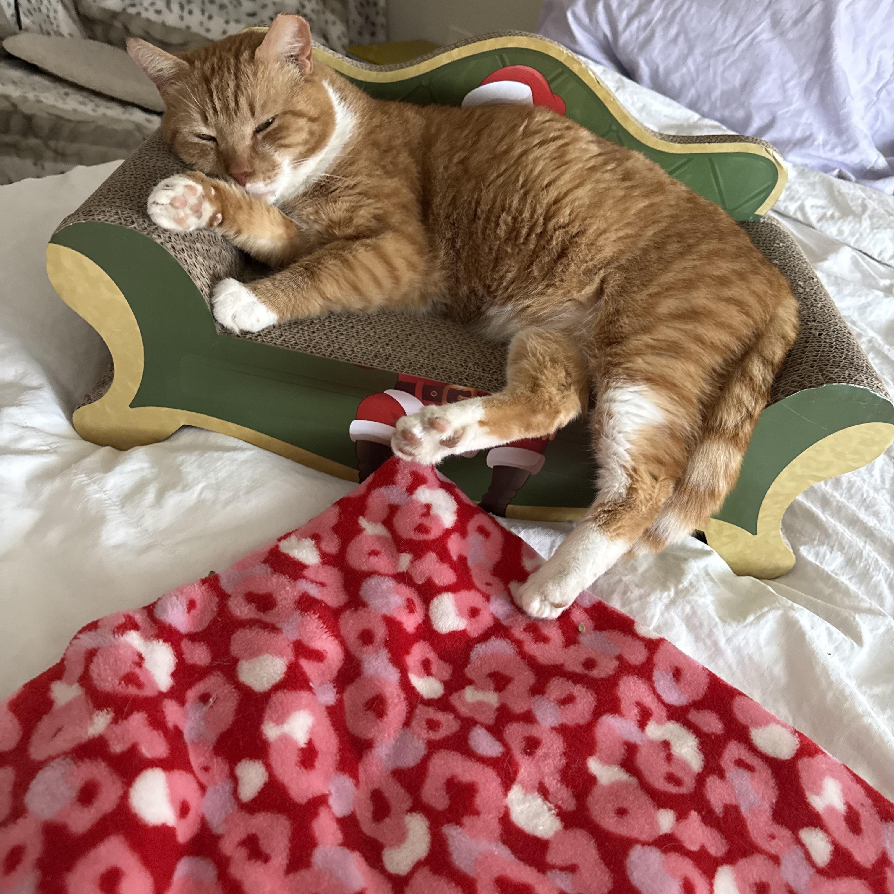 Shortcake, a ADOPTABLE Domestic Short Hair in Charlotte, NC image 6/6