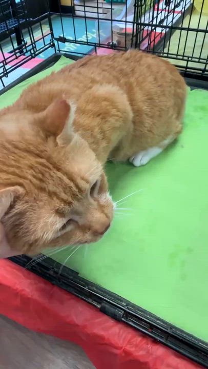 Enlarge Shortcake, a ADOPTABLE Domestic Short Hair in Charlotte, NC video 5/6