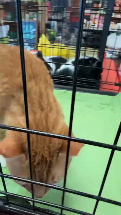 Enlarge Shortcake, a ADOPTABLE Domestic Short Hair in Charlotte, NC video 6/6