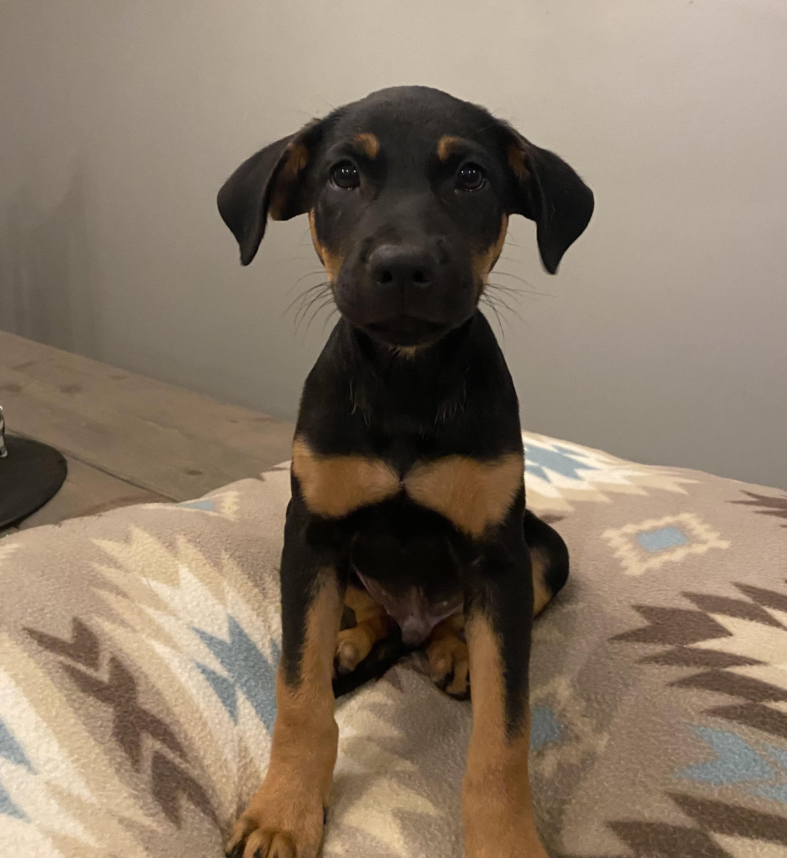 Bud, Adoptable, Puppy Male Miniature Pinscher.