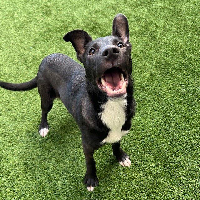 Hennessy — thumbnail 3