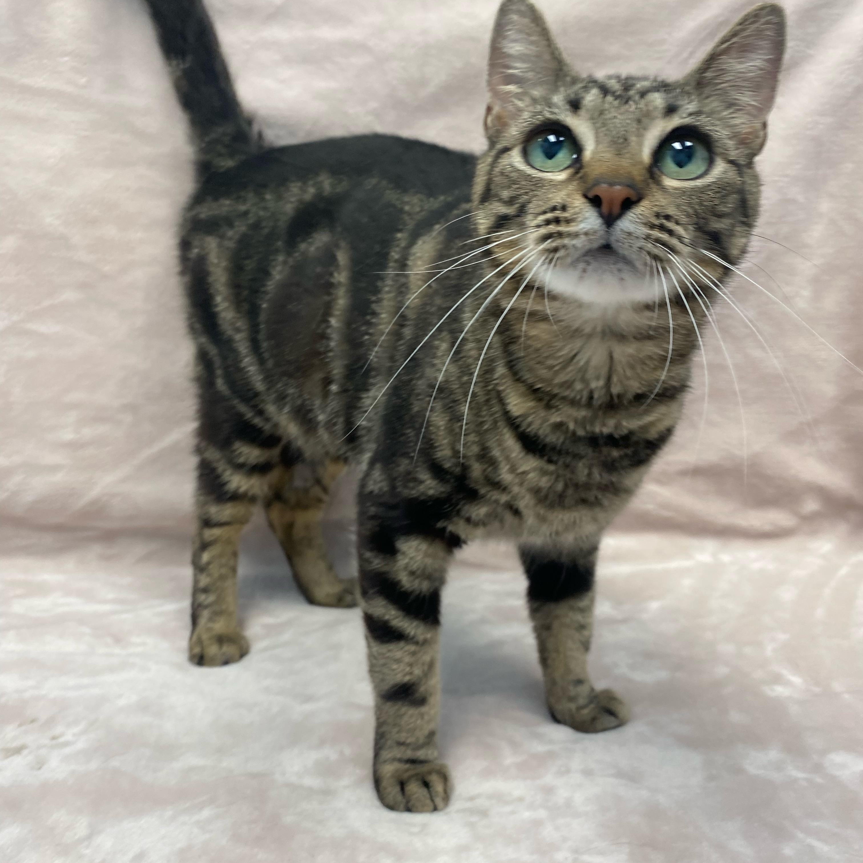 Snow, adopted, Adult Female Domestic Short Hair.