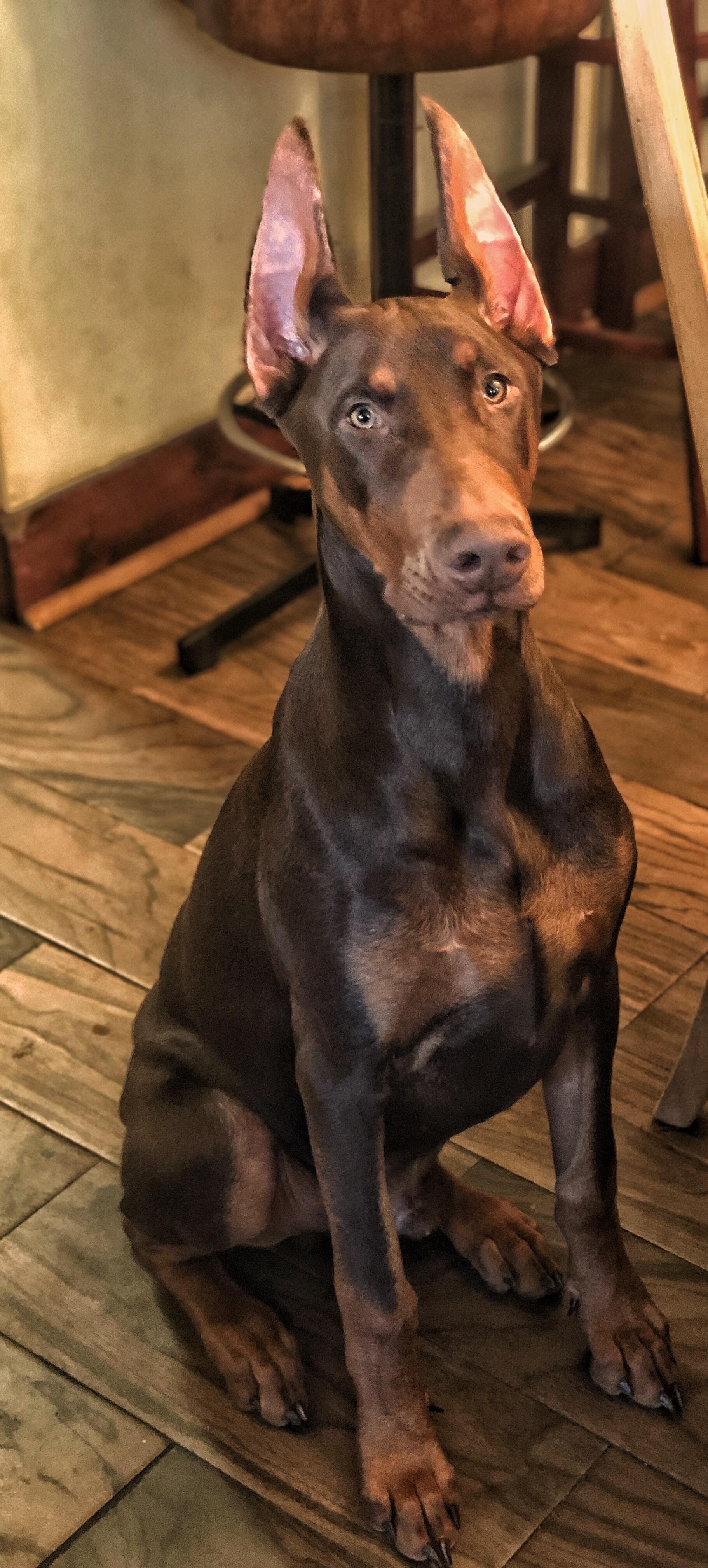 Enlarge Rambo, a Adoptable Doberman Pinscher in Phoenixville, PA image 1/1