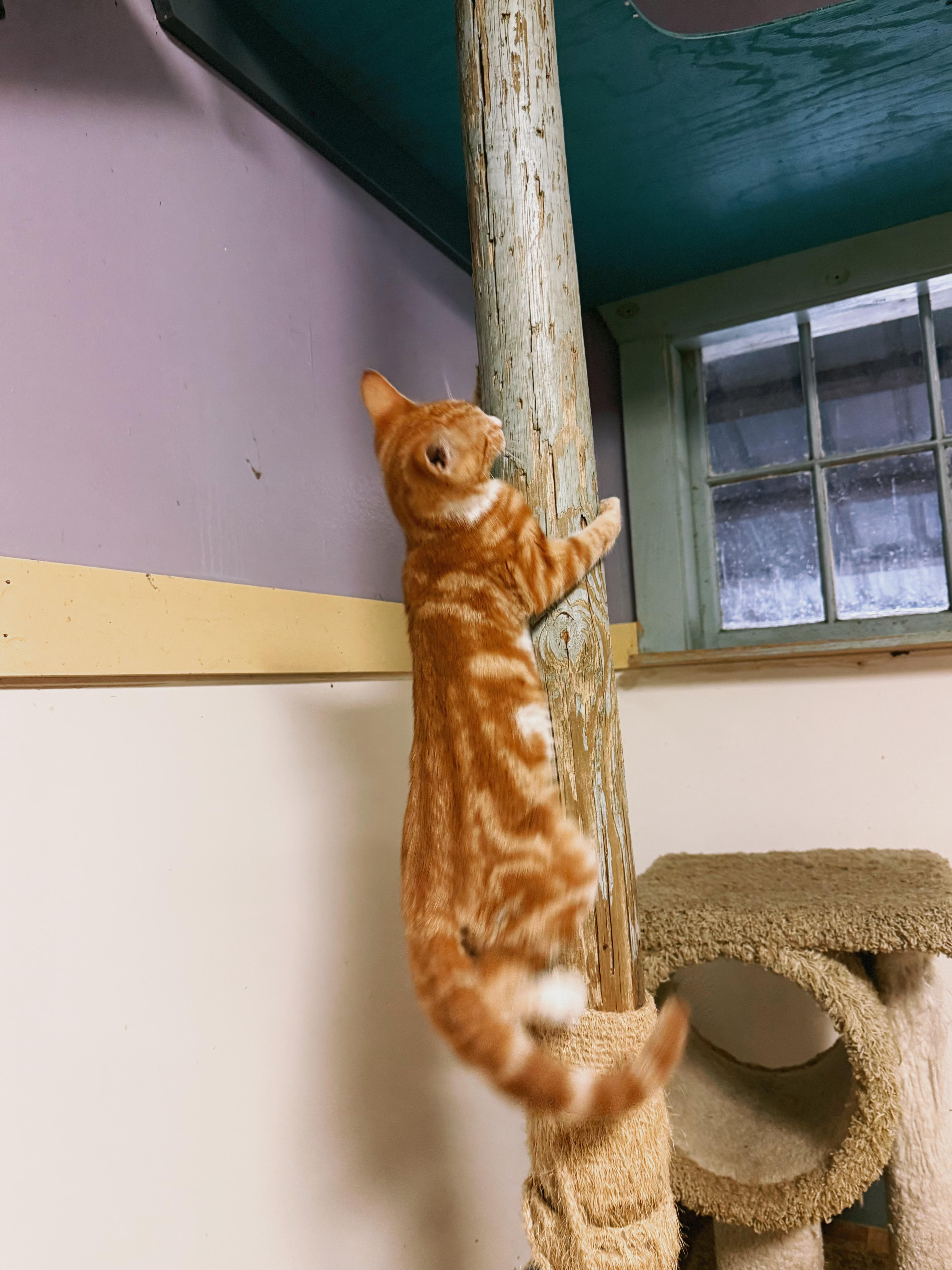 Enlarge Biscuit, a ADOPTABLE Domestic Short Hair in Varnville, SC image 3/4