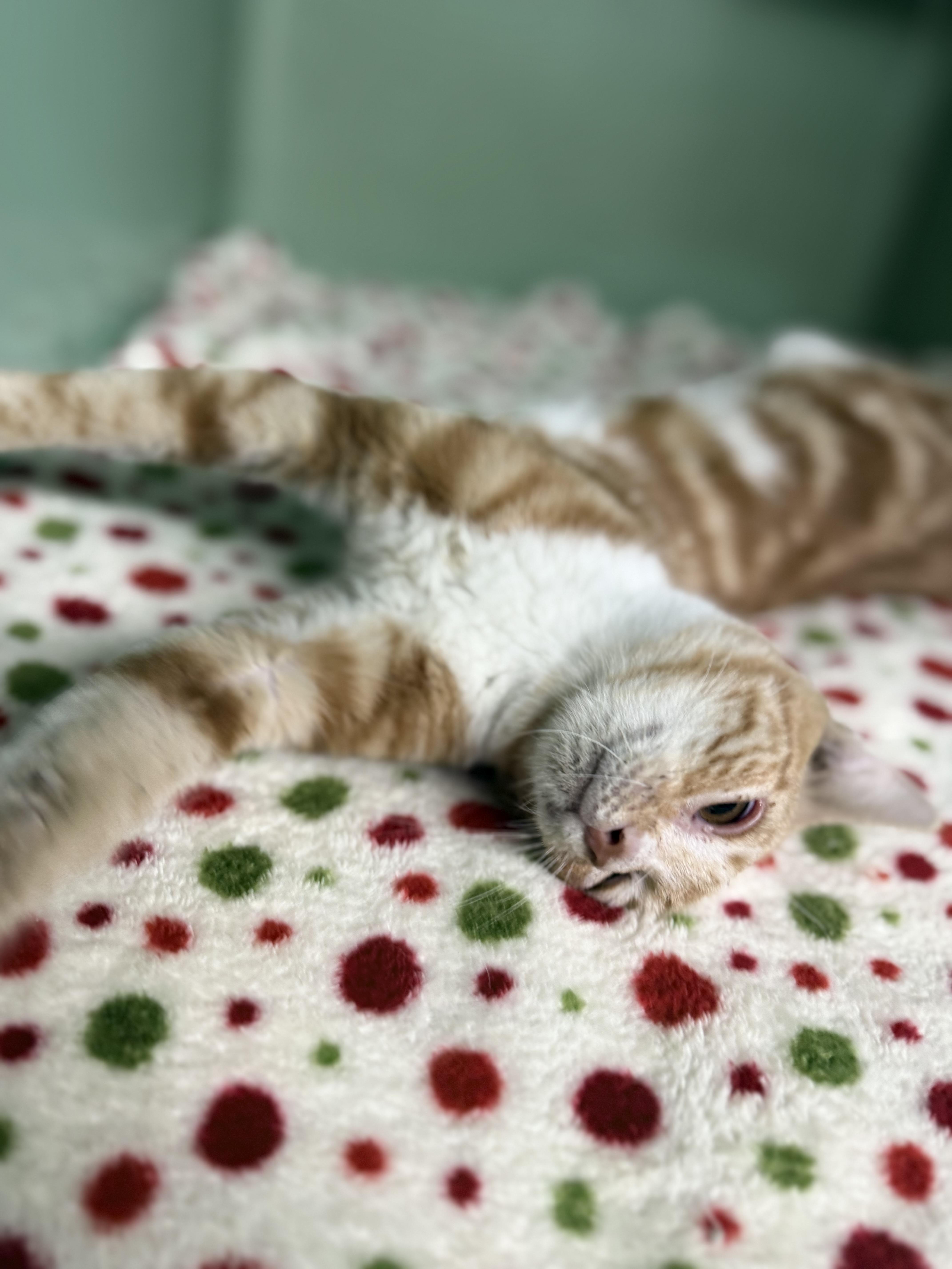 Enlarge Biscuit, a ADOPTABLE Domestic Short Hair in Varnville, SC image 2/4