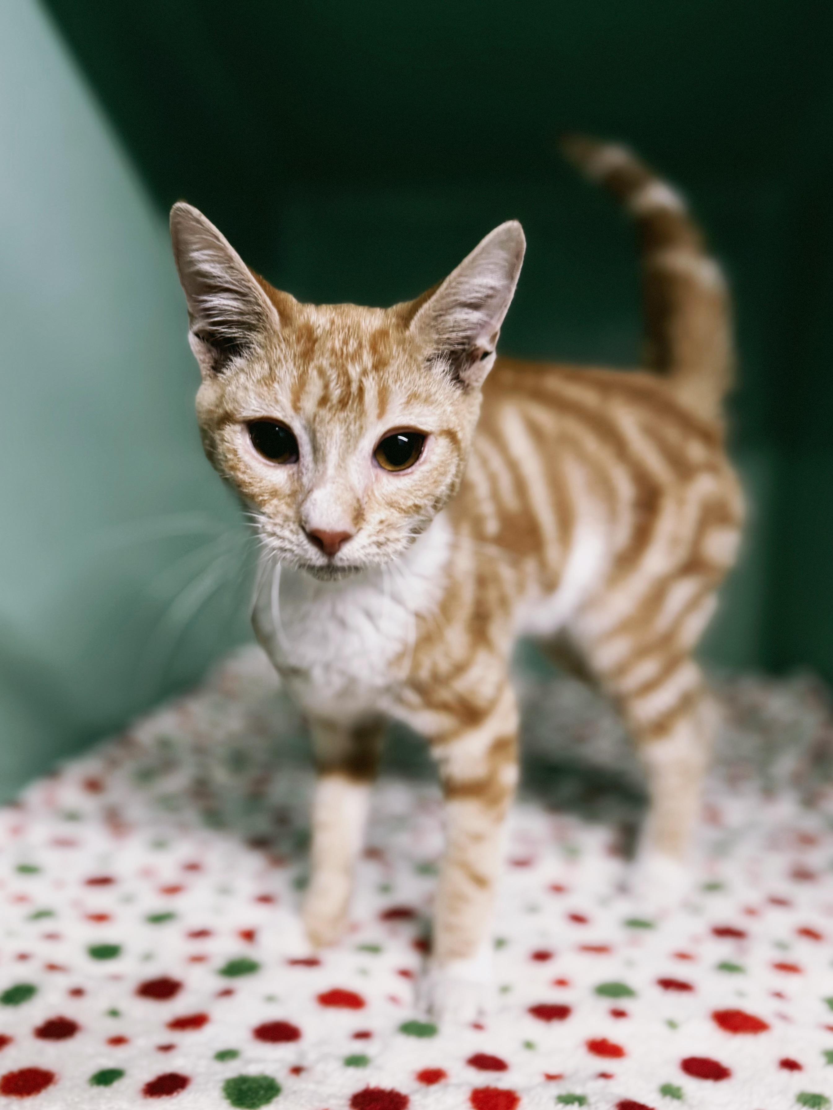 Enlarge Biscuit, a ADOPTABLE Domestic Short Hair in Varnville, SC image 4/4