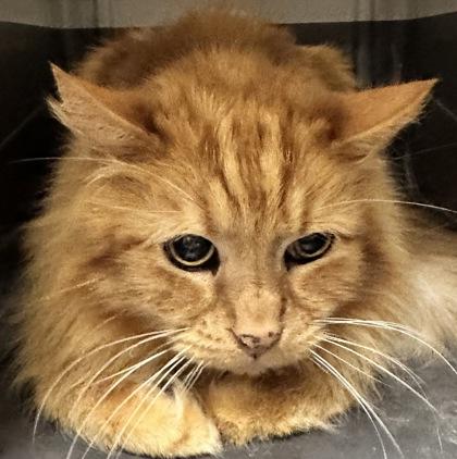 Turmeric, an adoptable Domestic Long Hair in Redmond, OR, 97756 | Photo Image 1