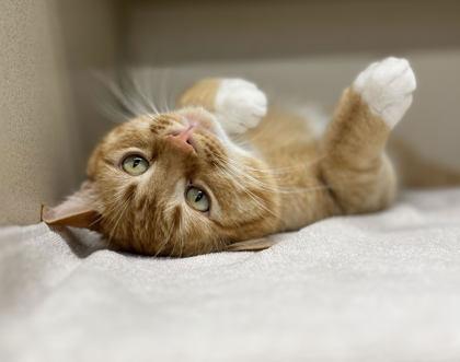 Gilmore, Adoptable, Adult Male Domestic Short Hair & Domestic Short Hair.