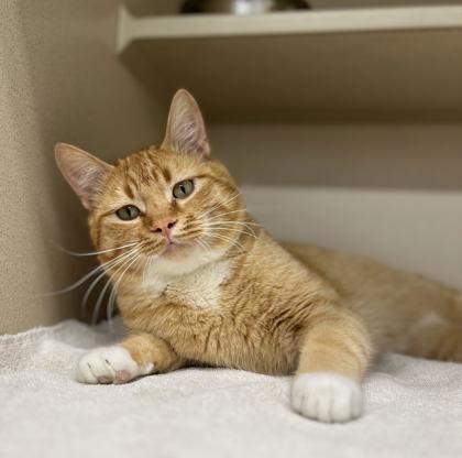 Enlarge Gilmore, a Adoptable mixed breed in Humboldt, IA image 2/2