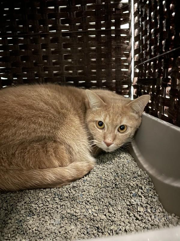 Biscuits & Gravy, a ADOPTABLE Domestic Short Hair in Chicago, IL image 4/6