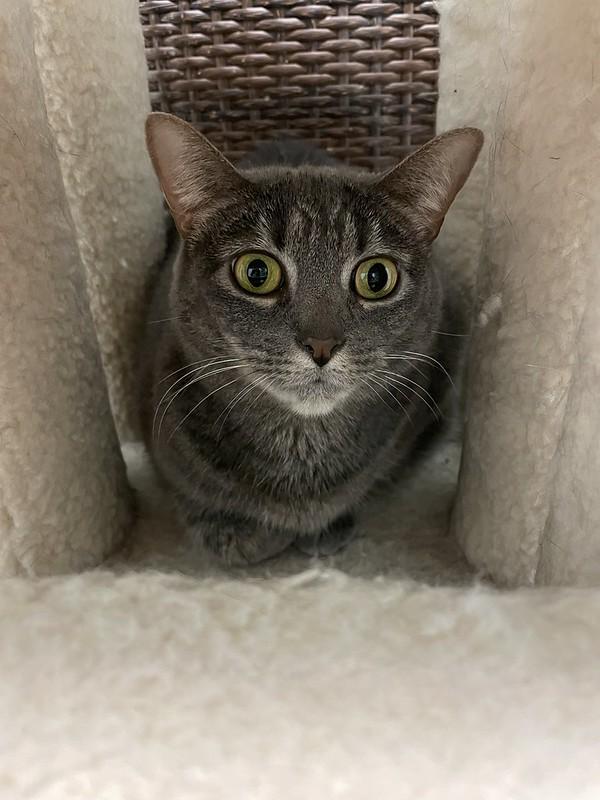 Biscuits & Gravy, a ADOPTABLE Domestic Short Hair in Chicago, IL image 5/6