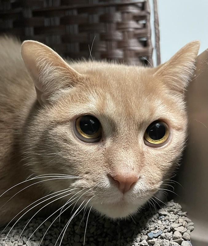 Biscuits & Gravy, a ADOPTABLE Domestic Short Hair in Chicago, IL image 2/6