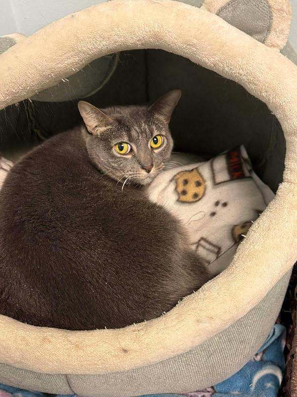 Biscuits & Gravy, a ADOPTABLE Domestic Short Hair in Chicago, IL image 3/6