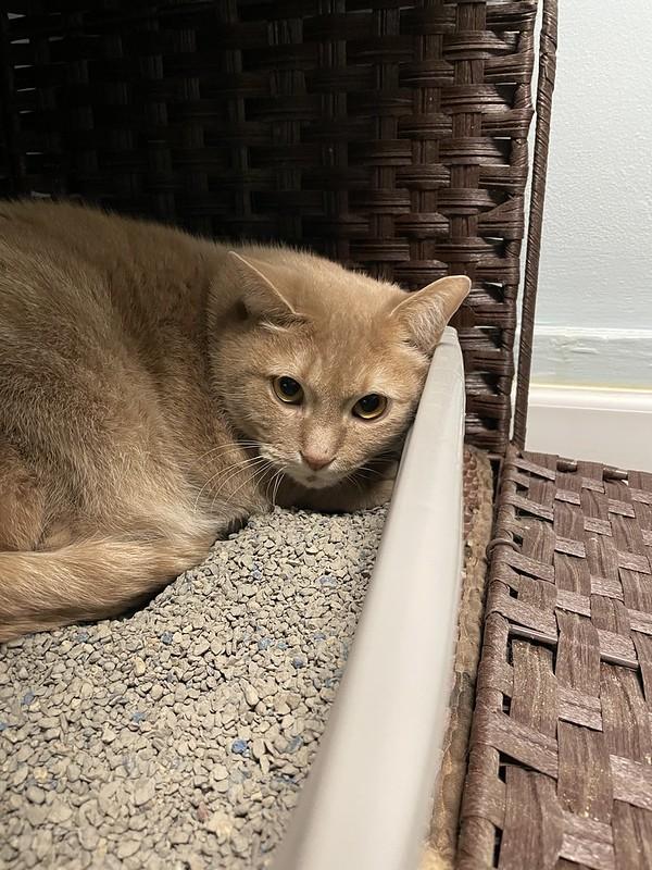 Biscuits & Gravy, a ADOPTABLE Domestic Short Hair in Chicago, IL image 6/6