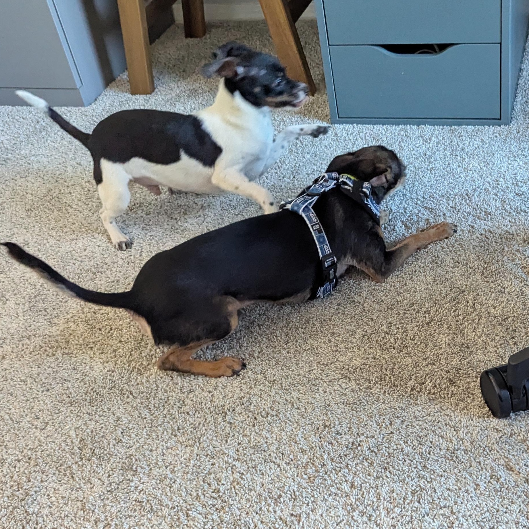 Enlarge Helmet, a Adoptable mixed breed in Rio Rancho, NM image 4/4