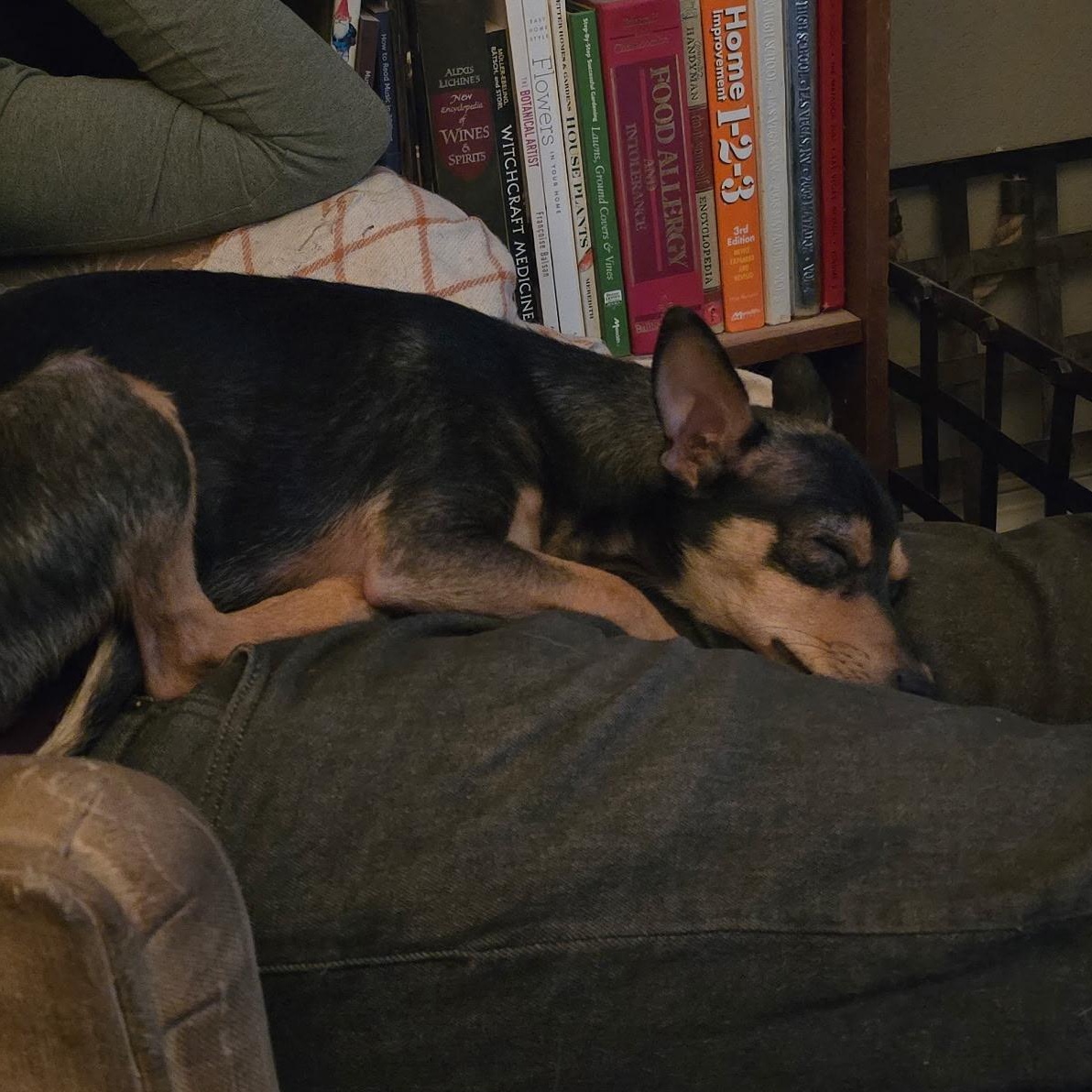 Enlarge Helmet, a Adoptable mixed breed in Rio Rancho, NM image 2/4