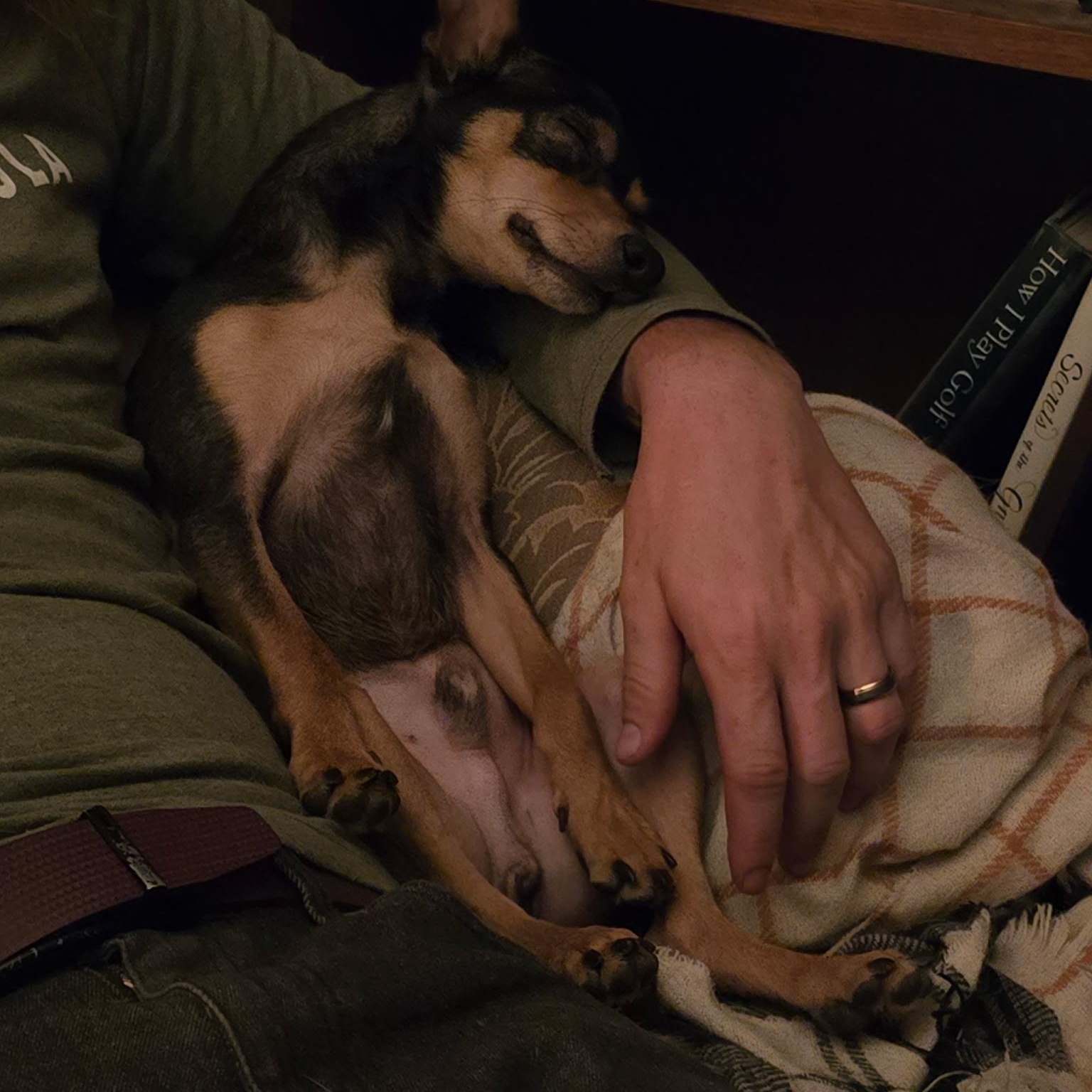 Enlarge Helmet, a Adoptable mixed breed in Rio Rancho, NM image 3/4