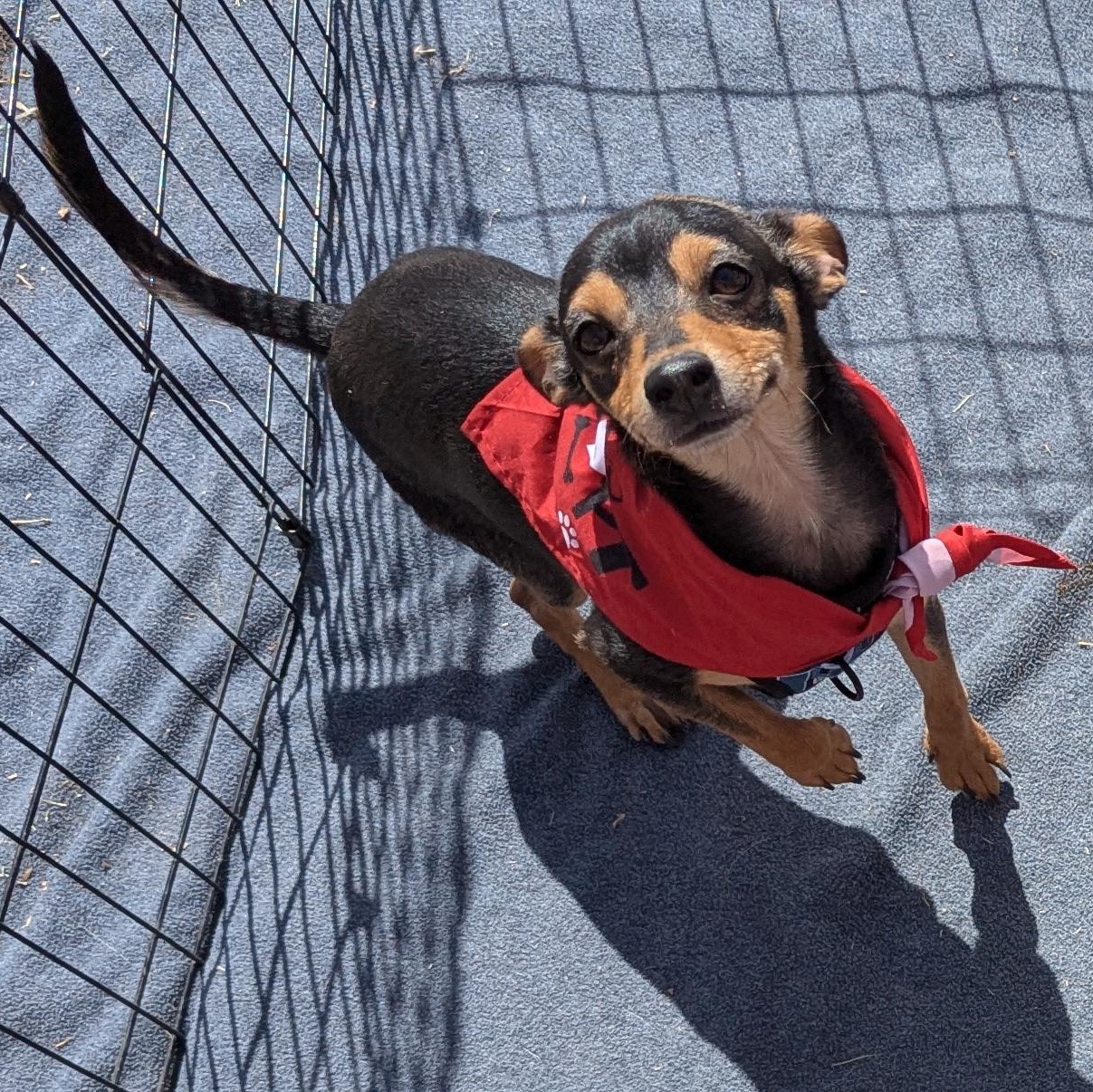 Helmet, Adoptable, Adult Male Chihuahua.