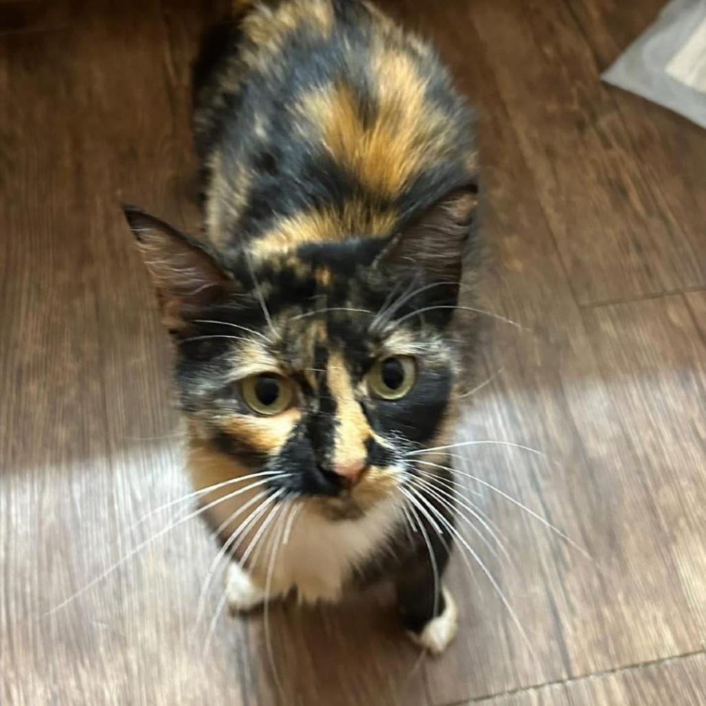 Enlarge Lola II, an adopted Domestic Medium Hair in Latham, NY image 1/6