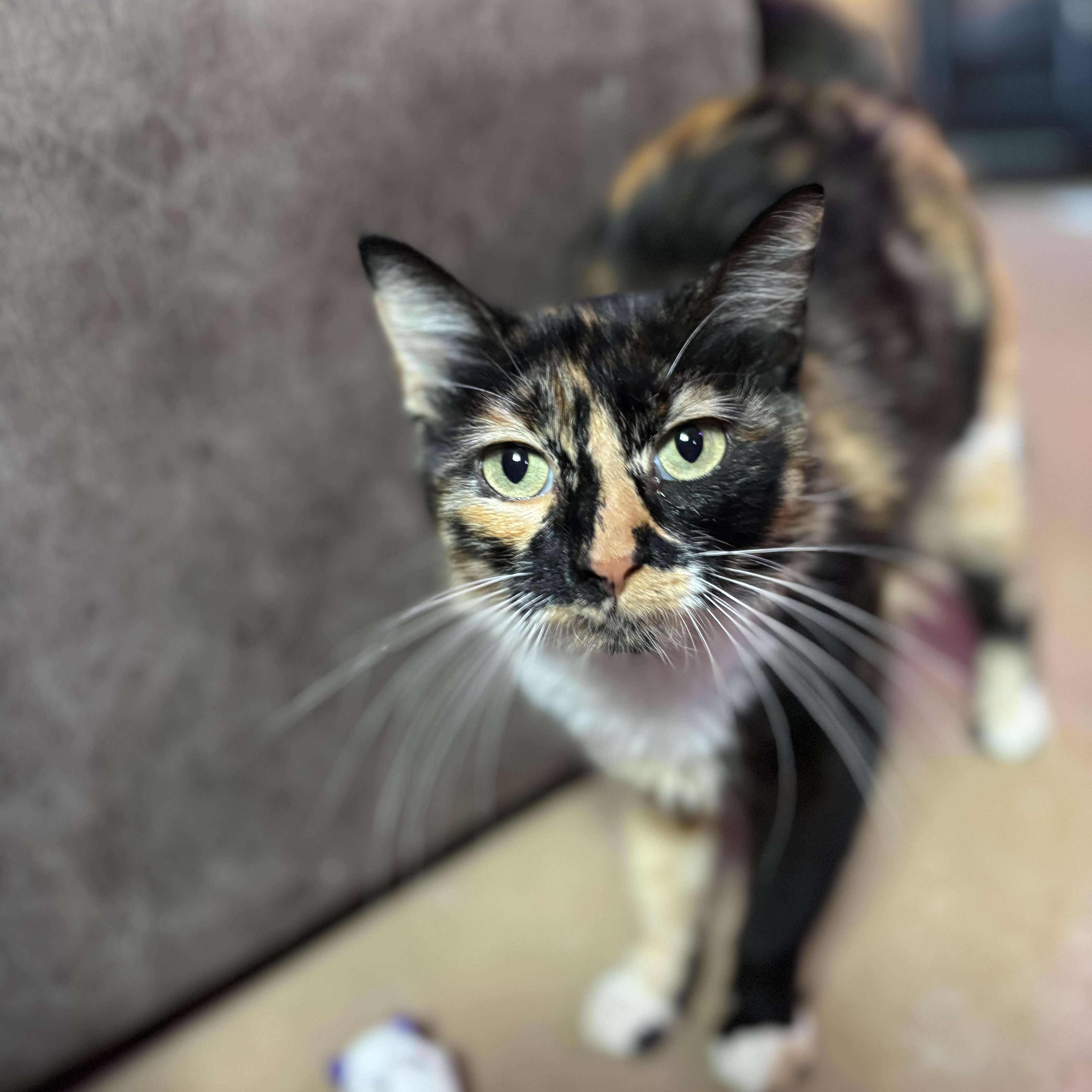 Enlarge Lola II, an adopted Domestic Medium Hair in Latham, NY image 2/6