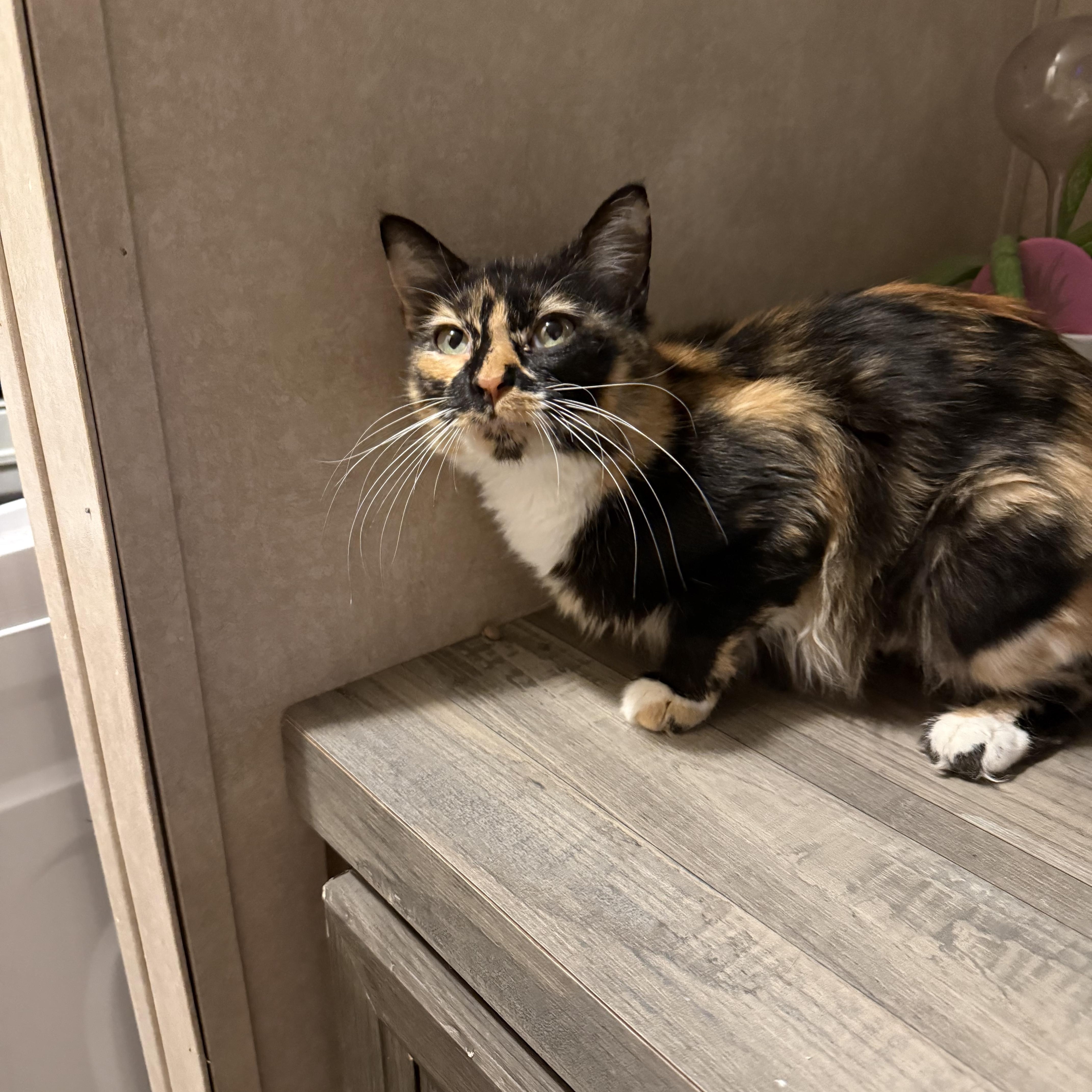 Enlarge Lola II, an adopted Domestic Medium Hair in Latham, NY image 4/6