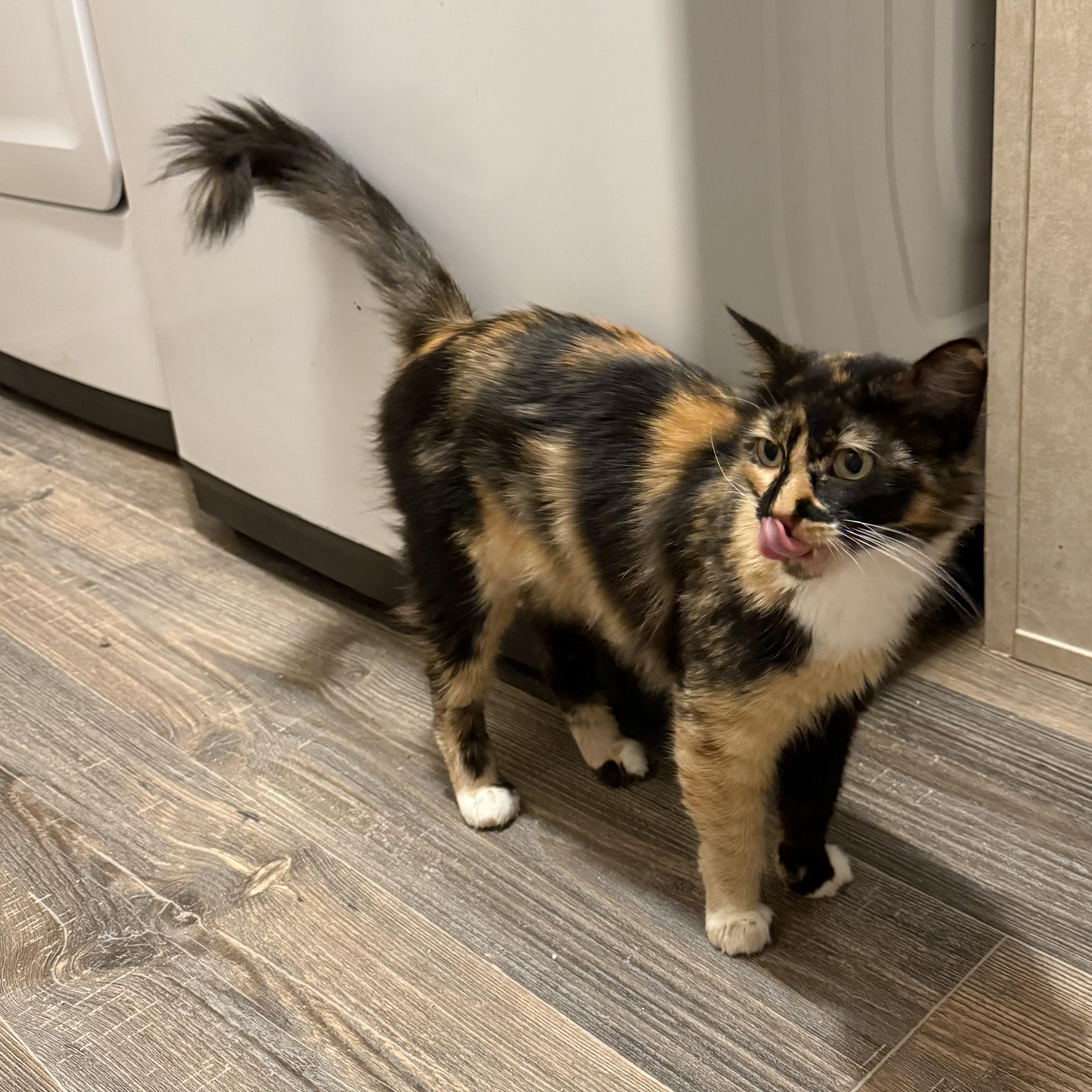 Enlarge Lola II, an adopted Domestic Medium Hair in Latham, NY image 3/6