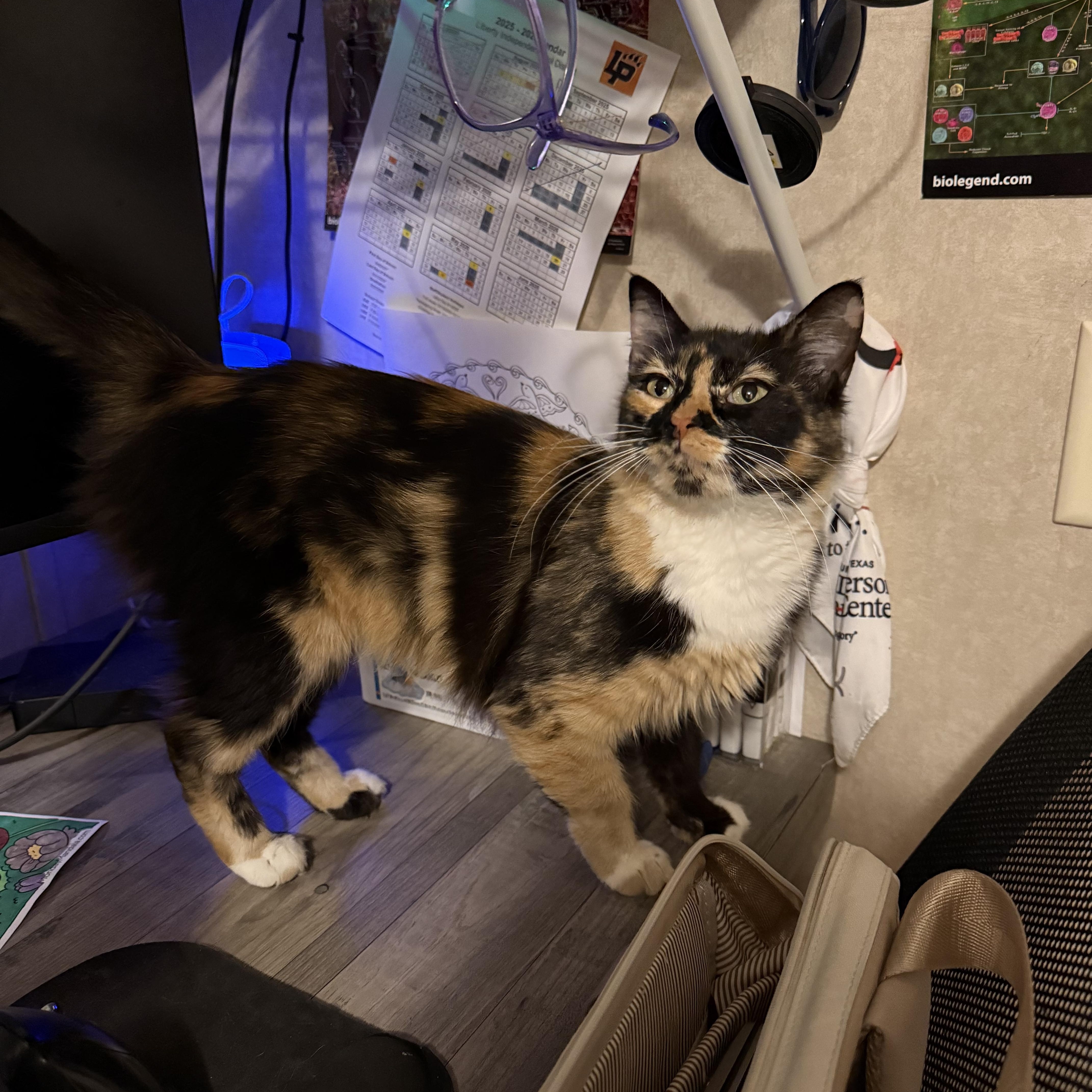 Enlarge Lola II, an adopted Domestic Medium Hair in Latham, NY image 5/6