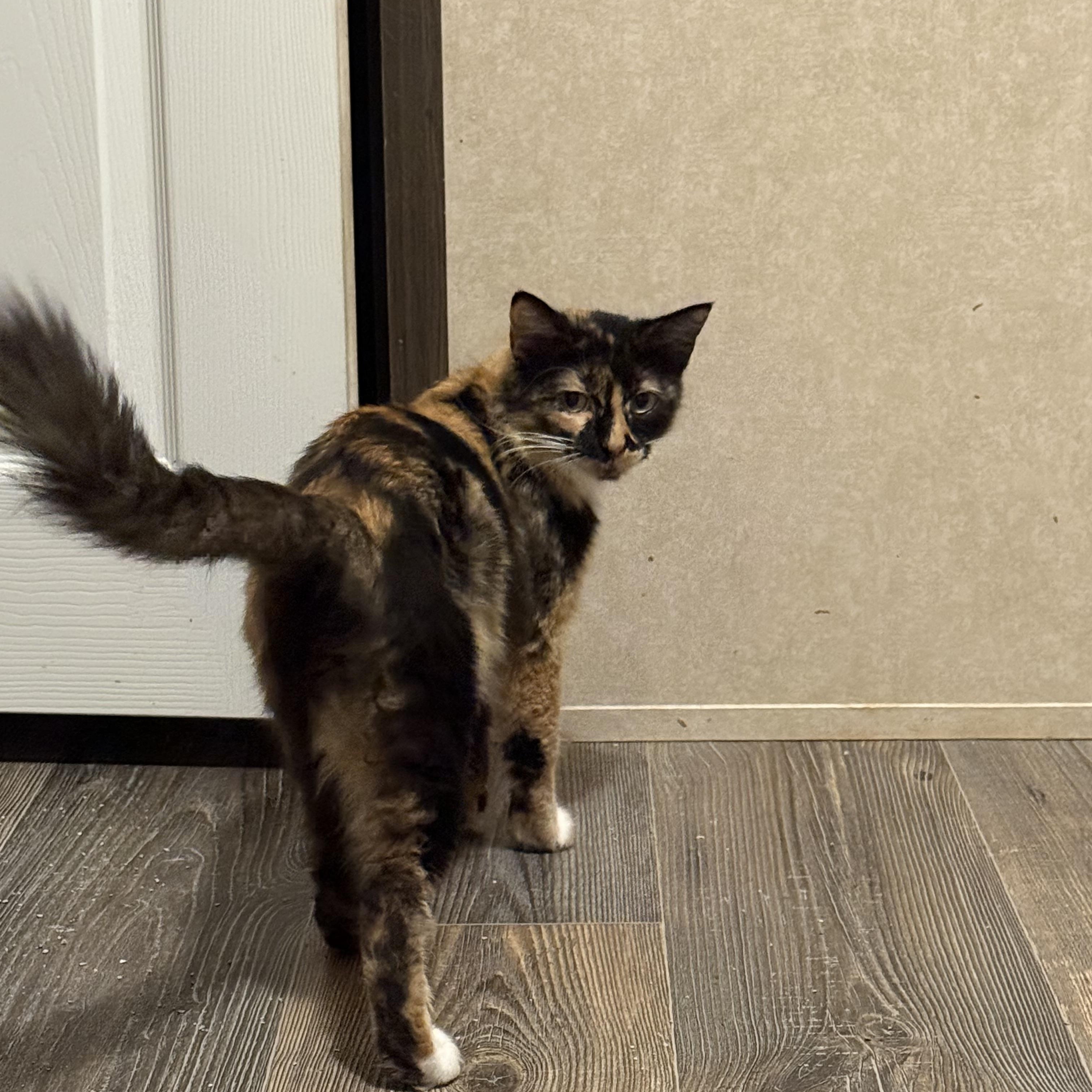 Enlarge Lola II, an adopted Domestic Medium Hair in Latham, NY image 6/6