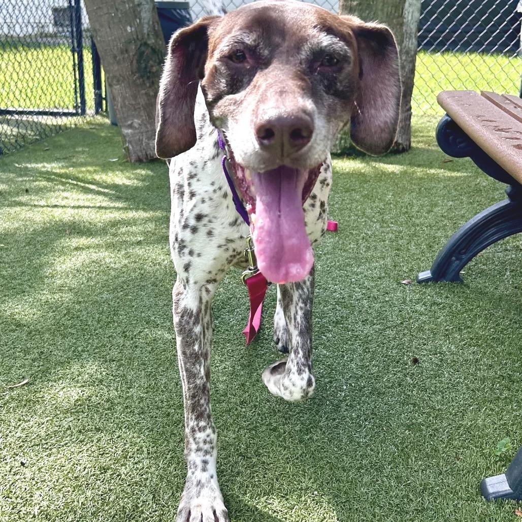 Enlarge Willy, a Adoptable Mixed Breed in Sarasota, FL image 2/6